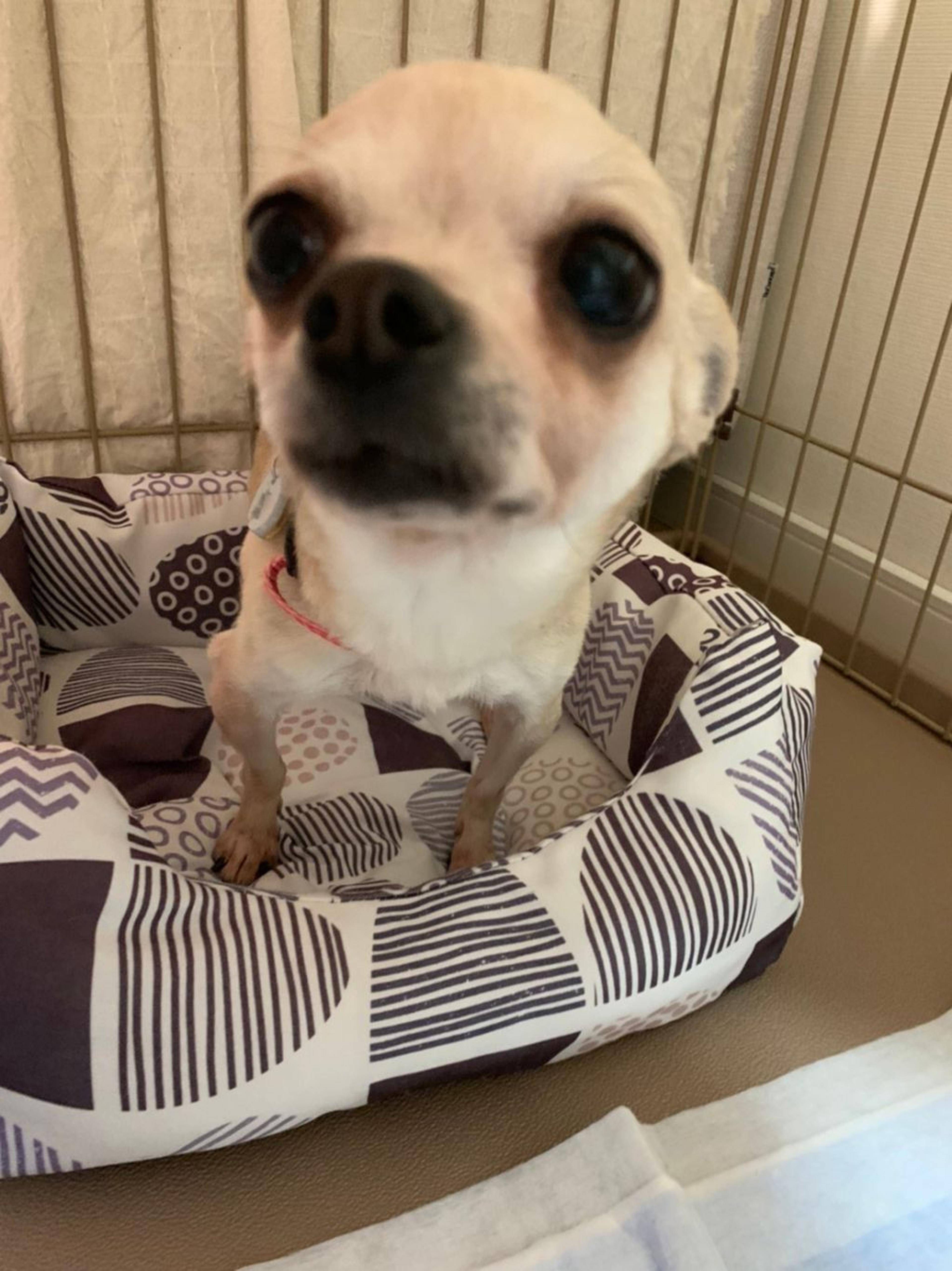 pet-image-4