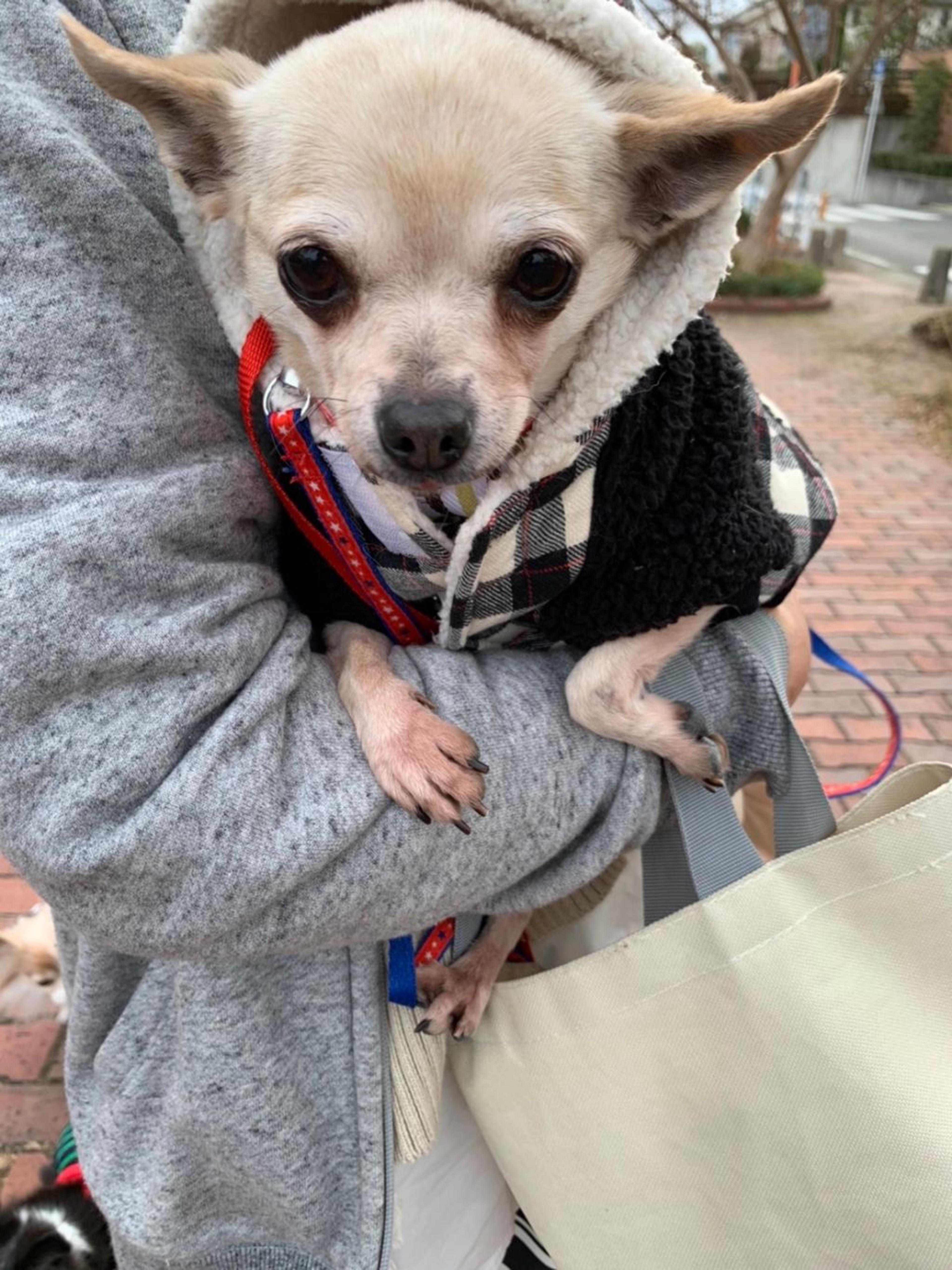 pet-image-5