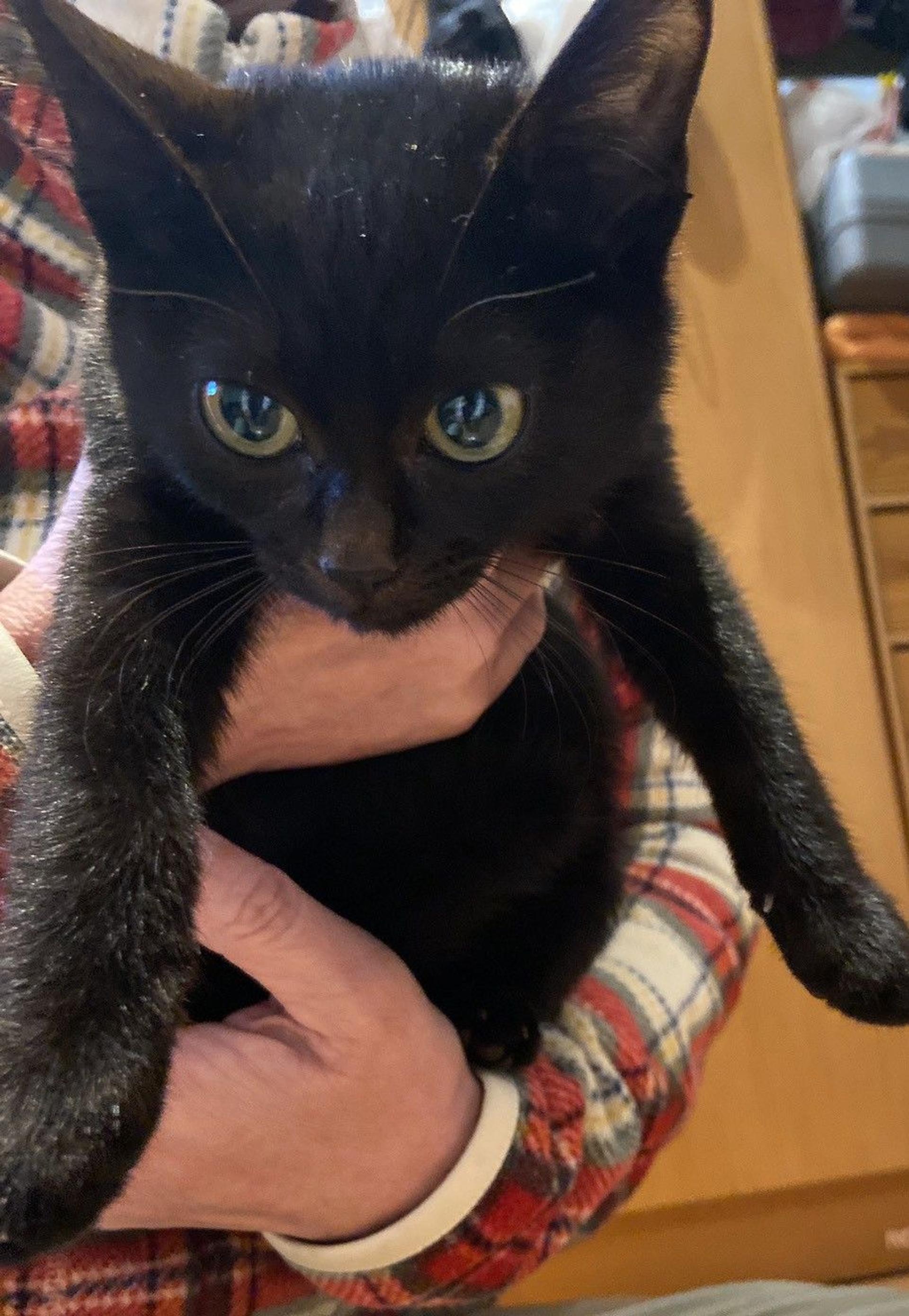 pet-image-2