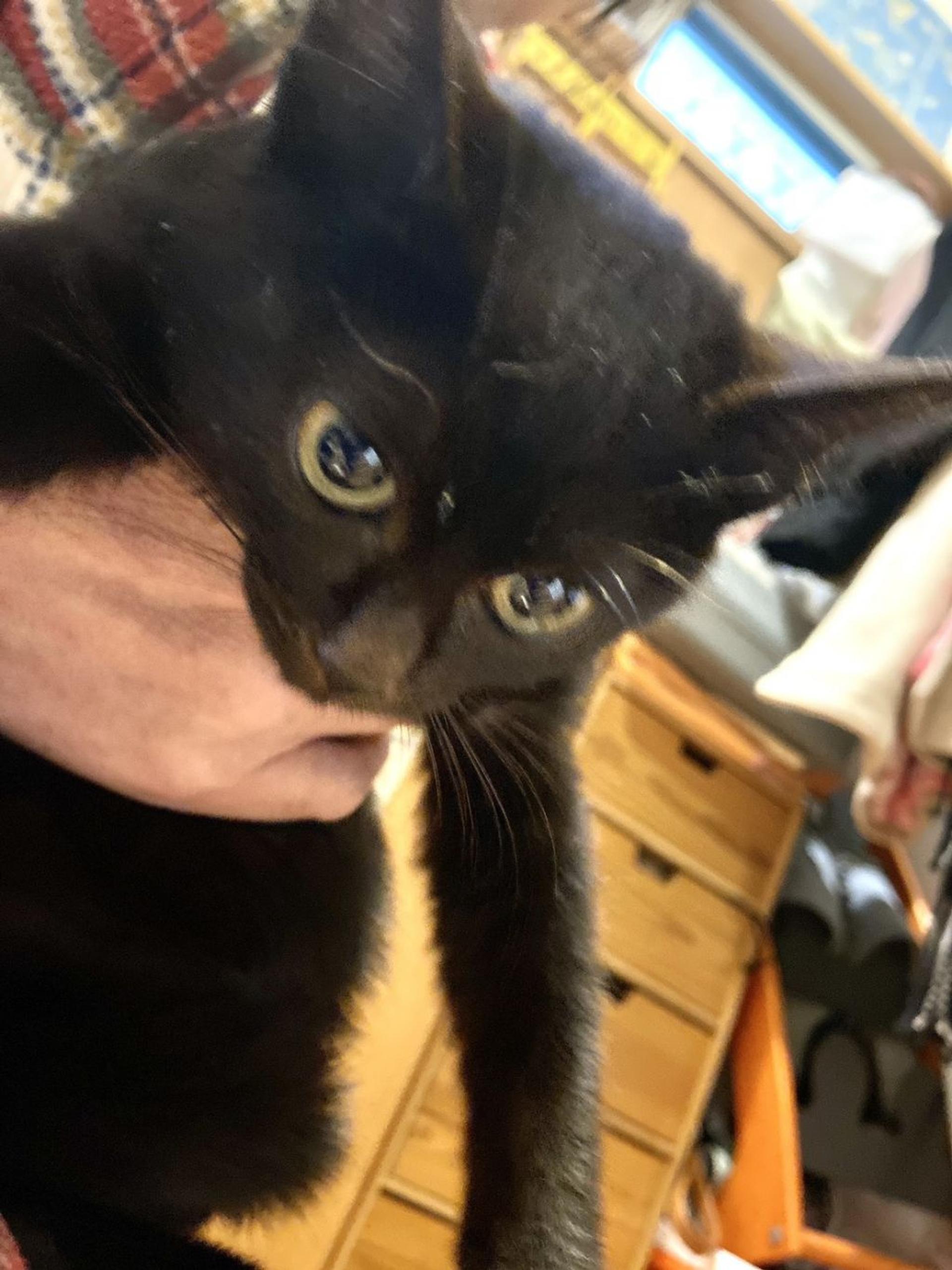 pet-image-3