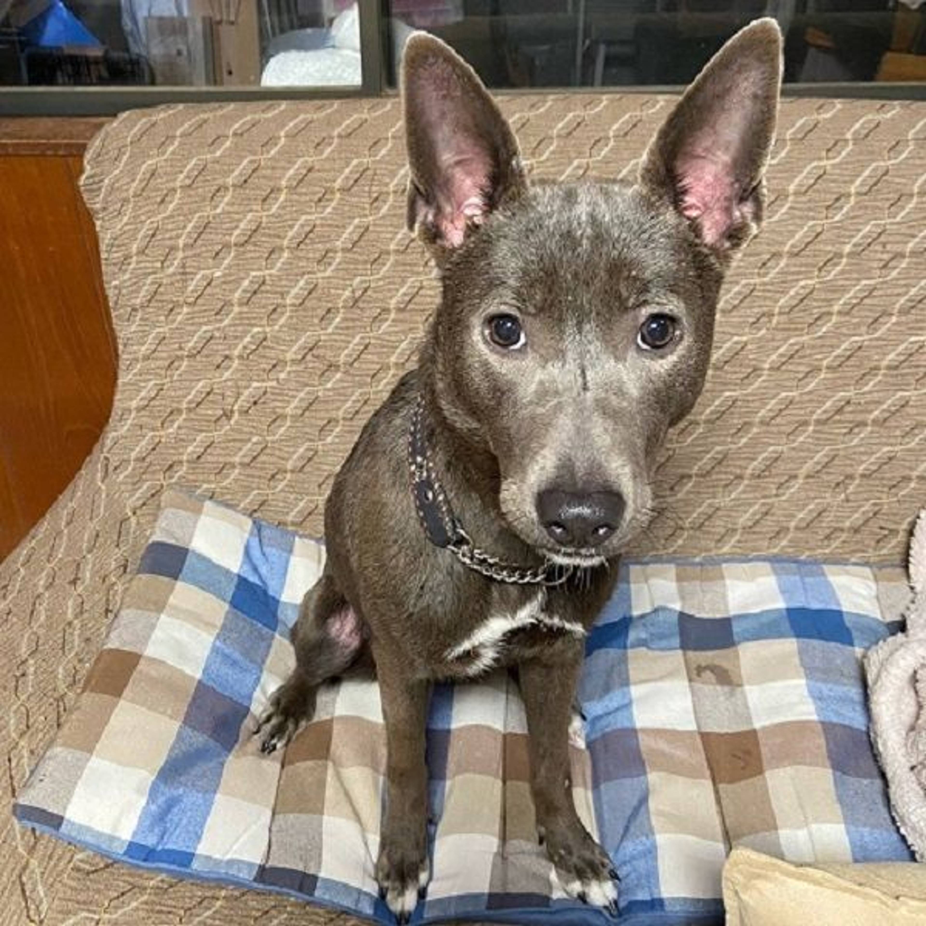 雑種（ミックス犬）・メスの里親募集の写真