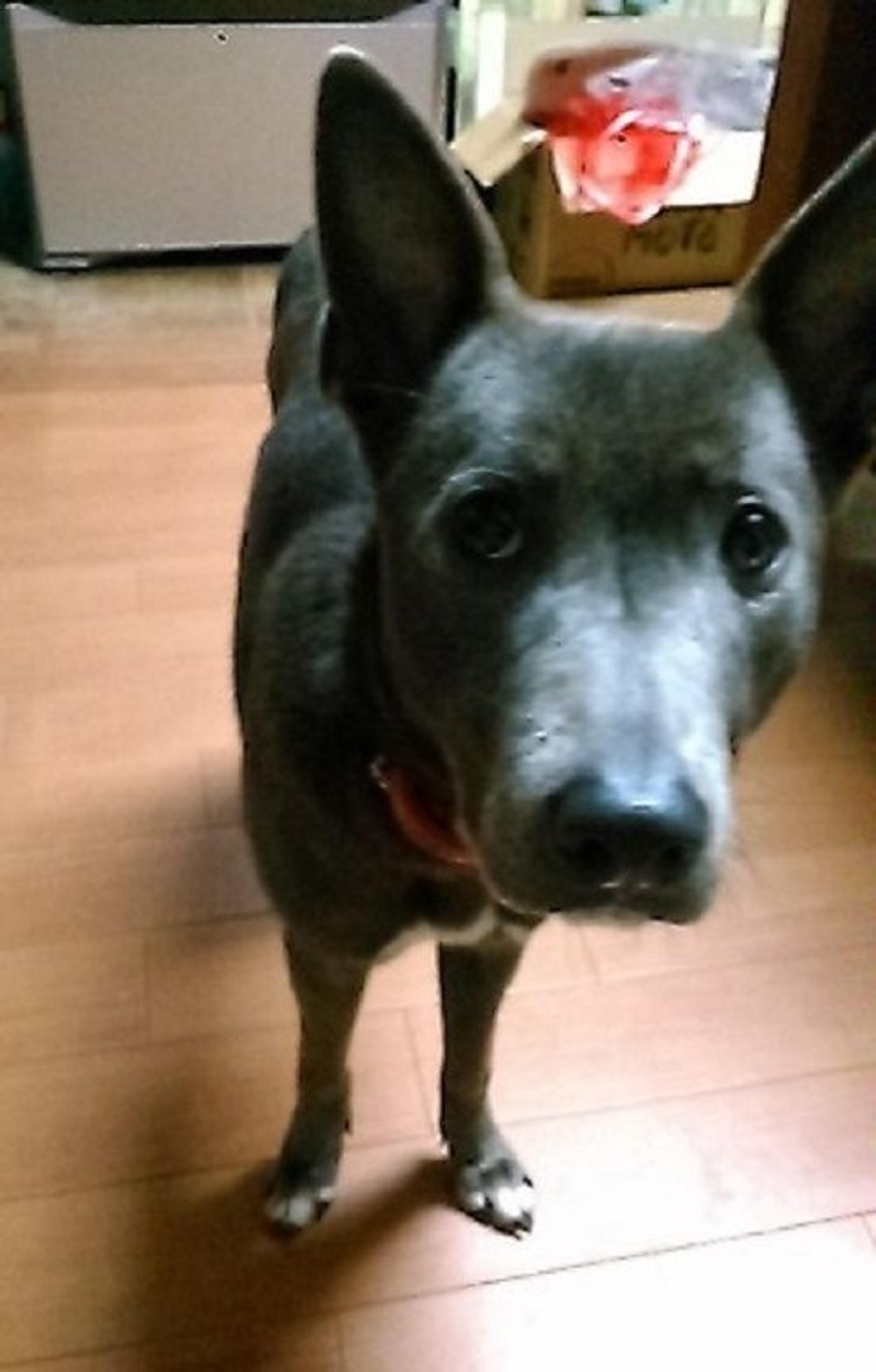 pet-image-4