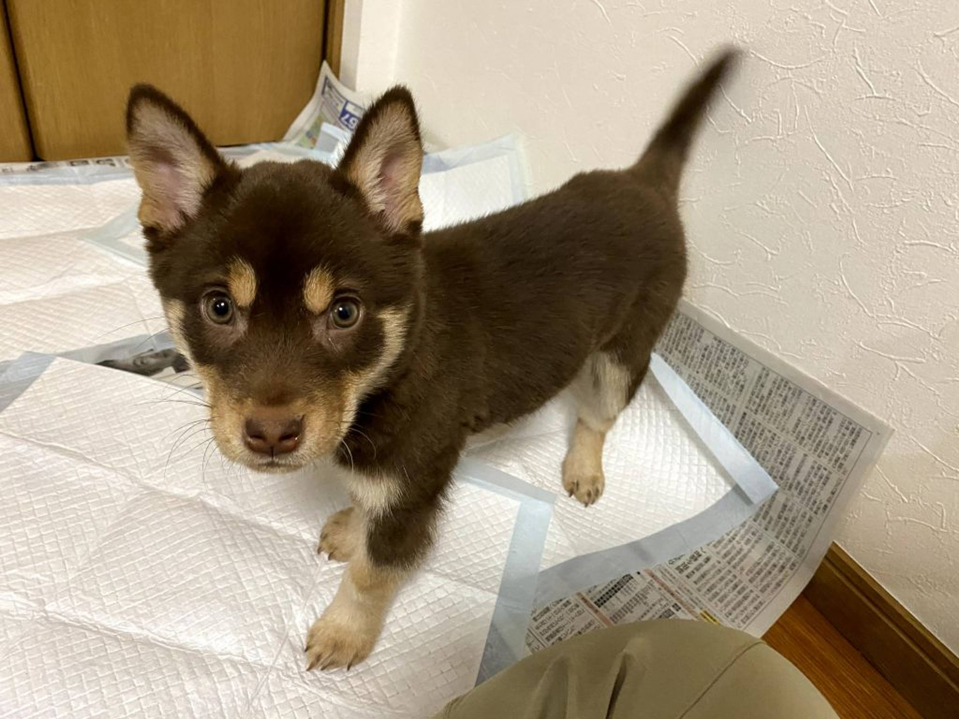 雑種（ミックス犬）・メスの里親募集の写真