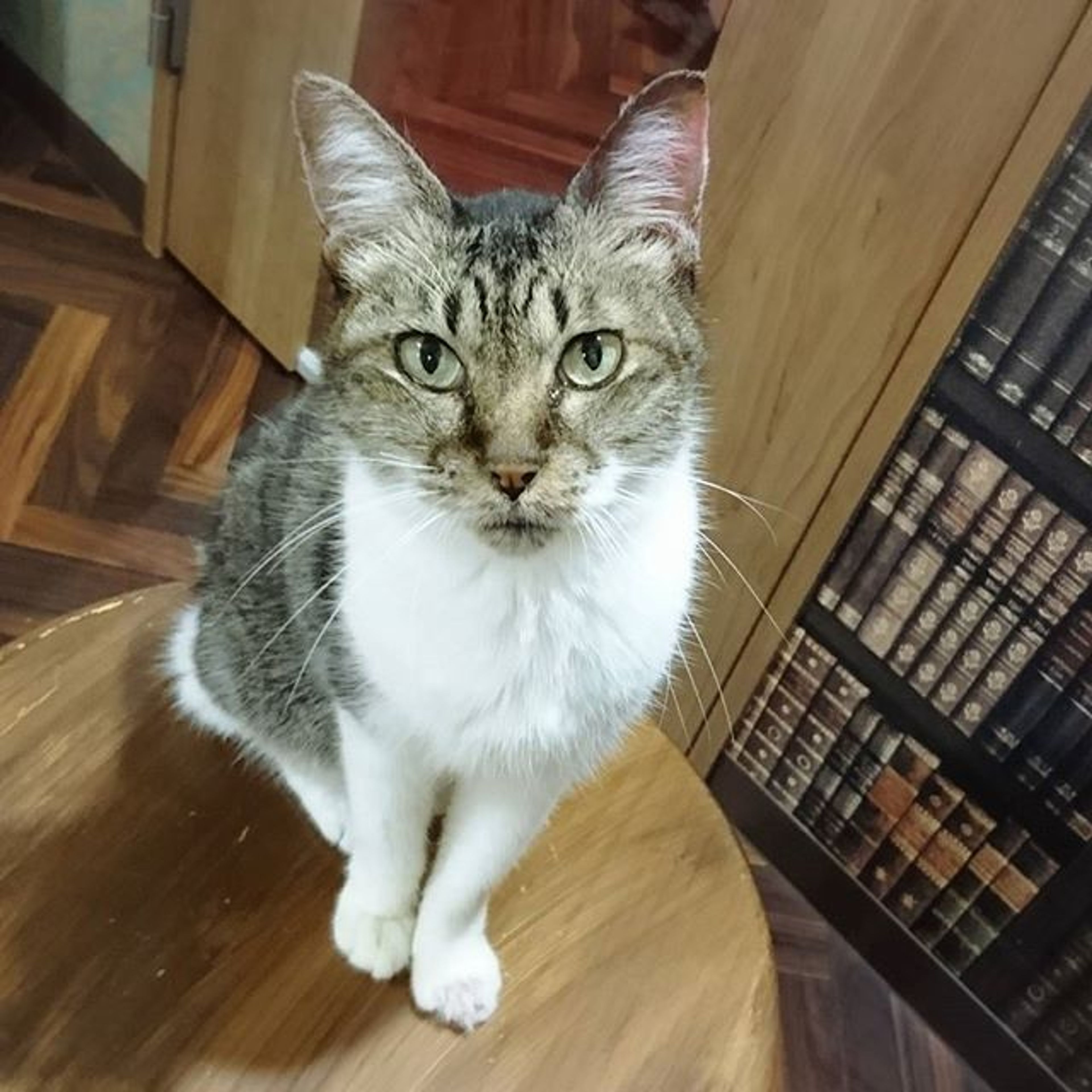 雑種（ミックス猫）・メスの里親募集の写真