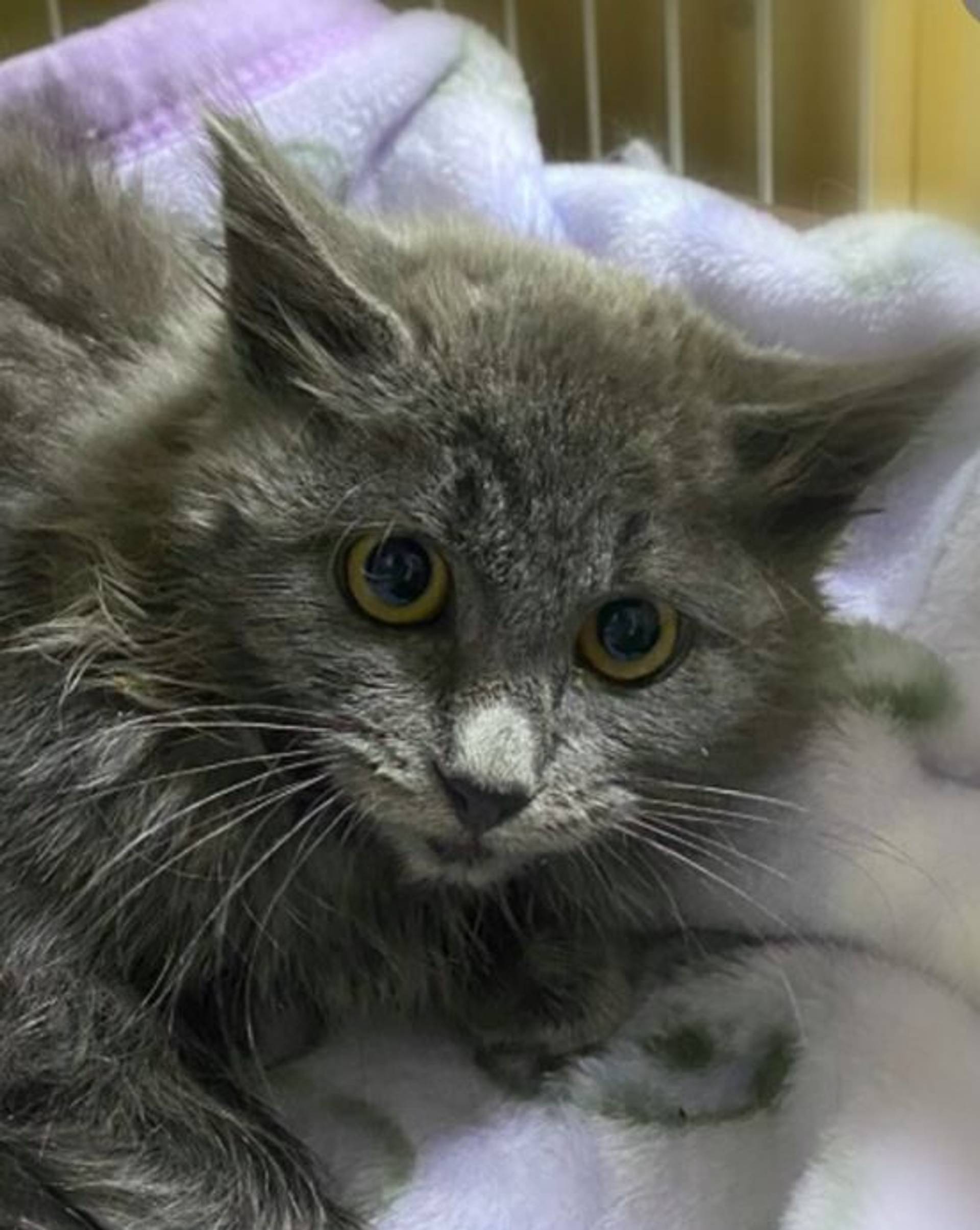 雑種（ミックス猫）・メスの里親募集の写真