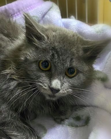 グラちゃんの写真