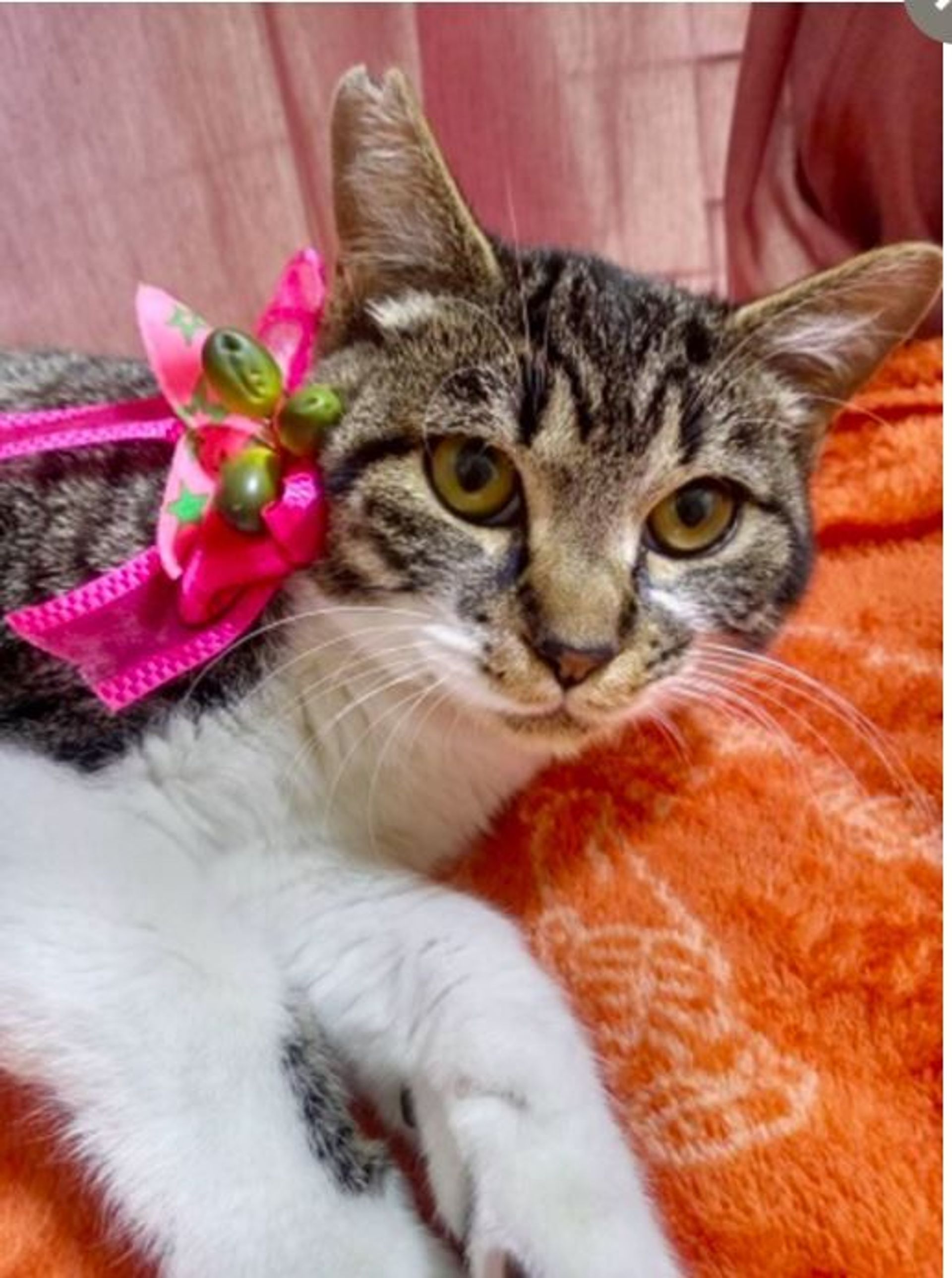 雑種（ミックス猫）・メスの里親募集の写真