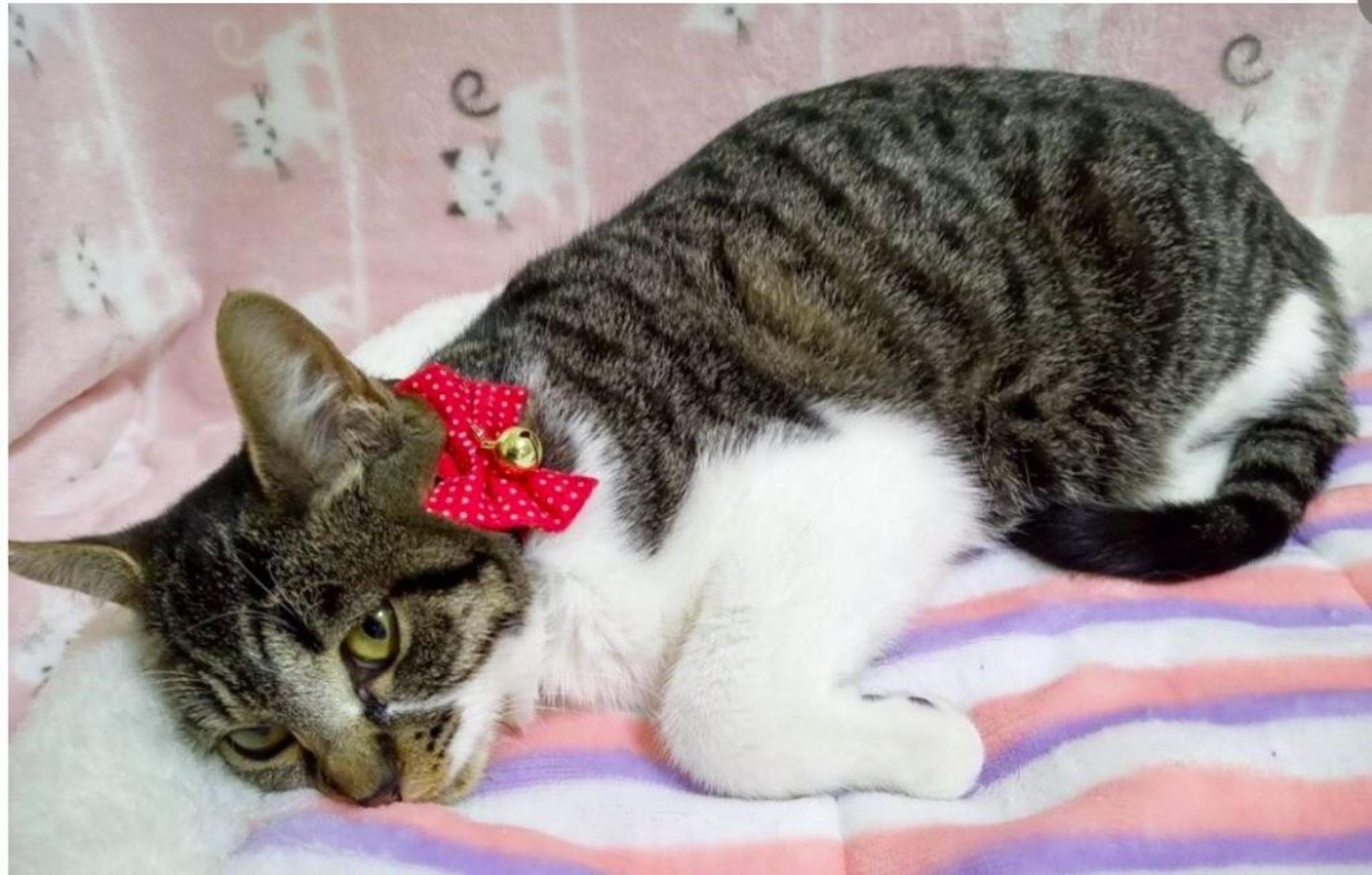 pet-image-5