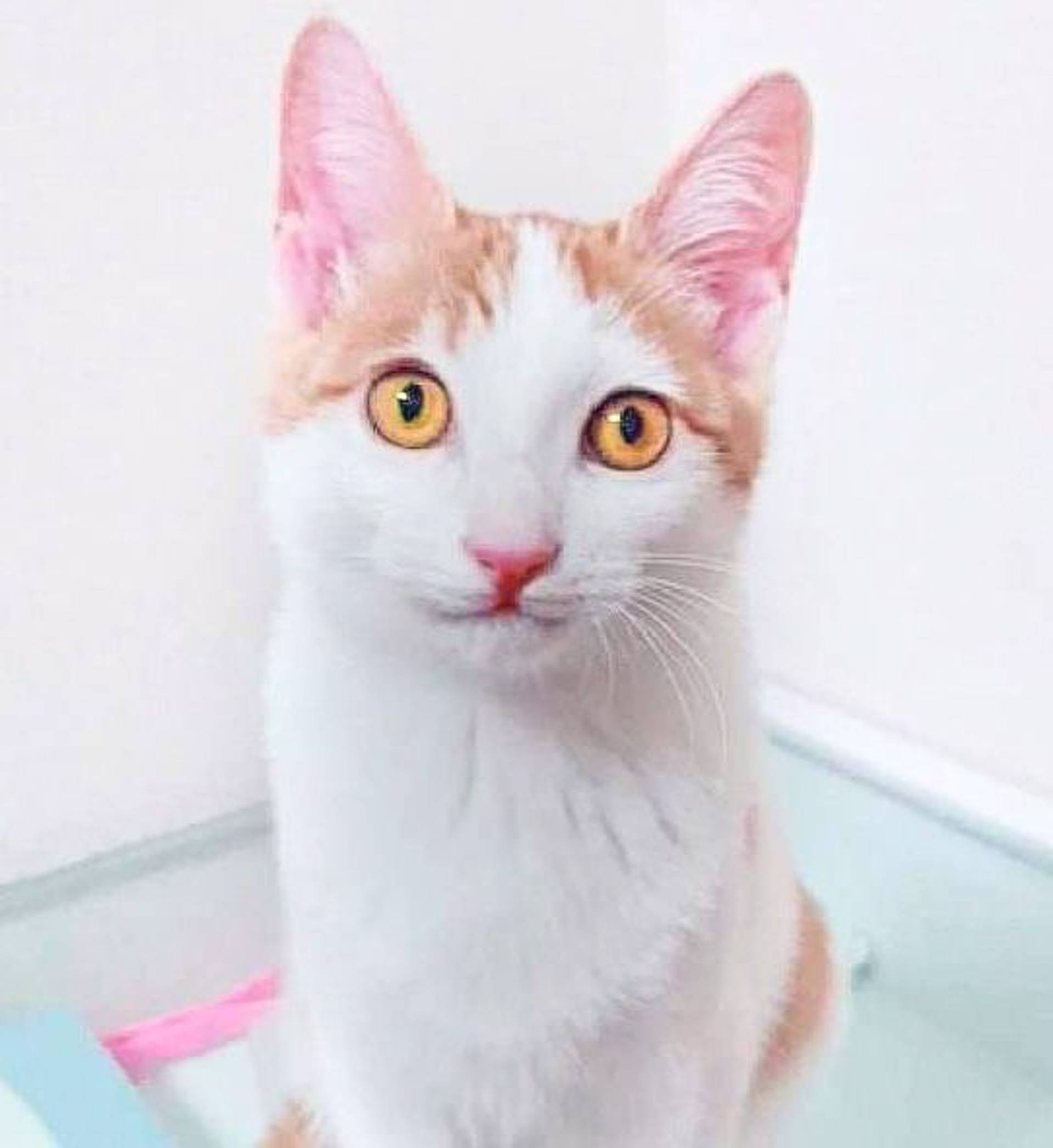 日本猫・オスの里親募集の写真