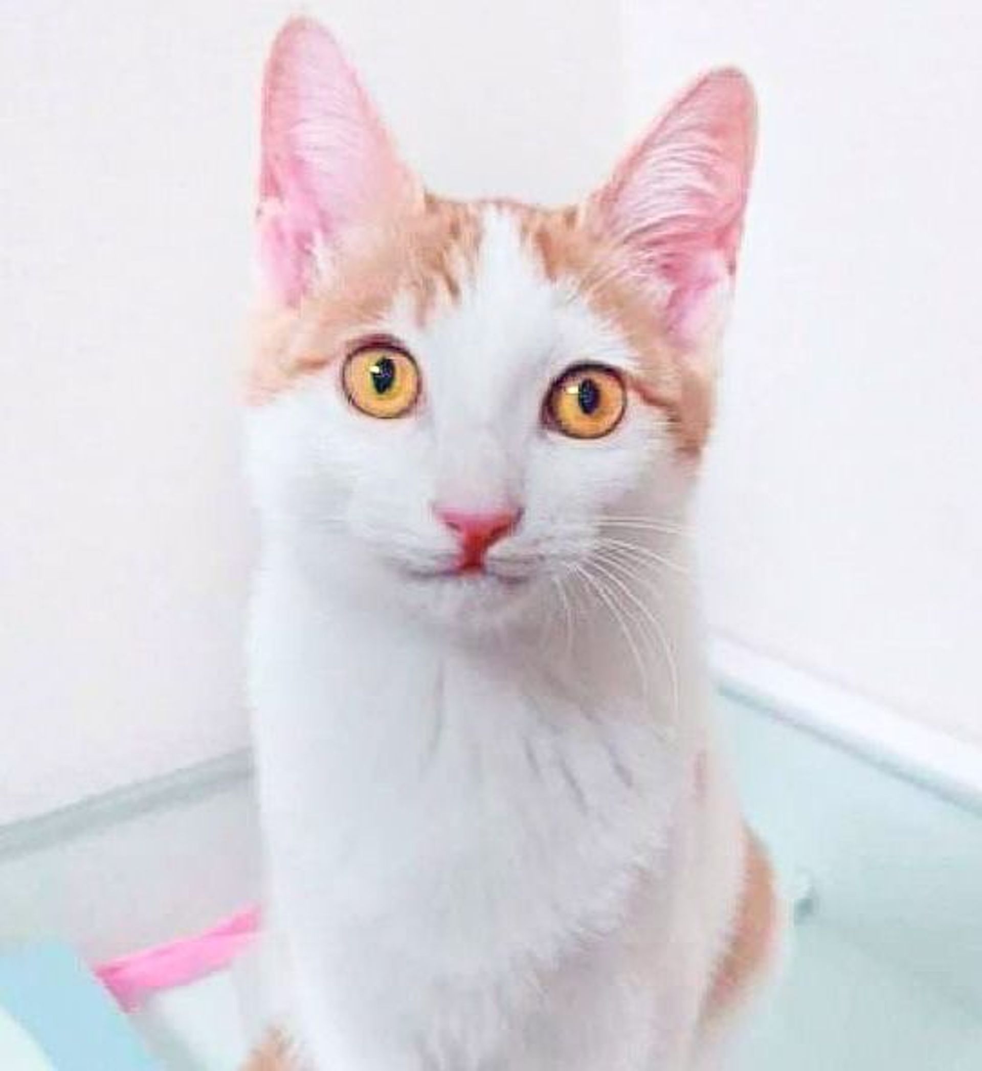 日本猫・オスの里親募集の写真
