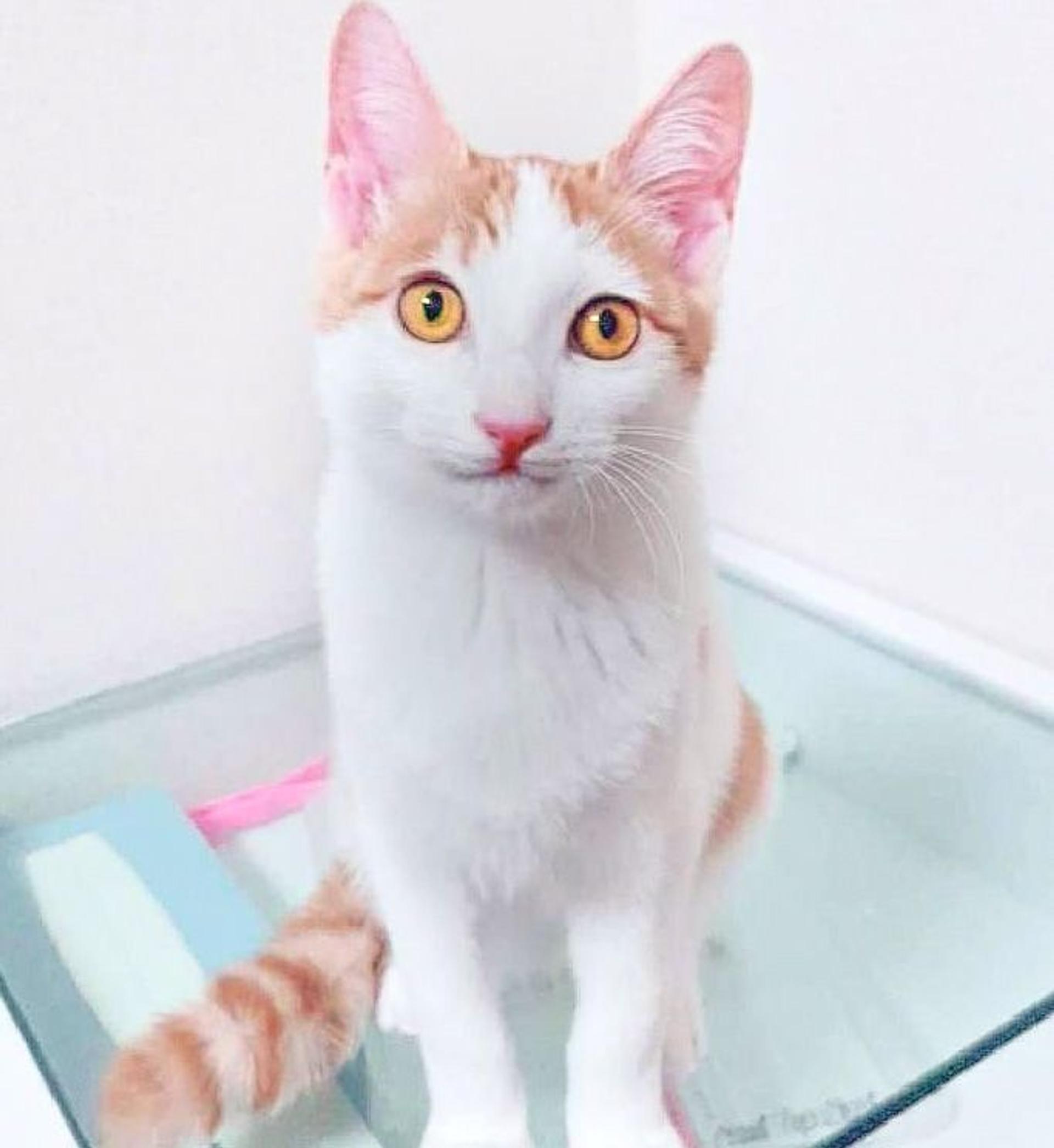pet-image-2