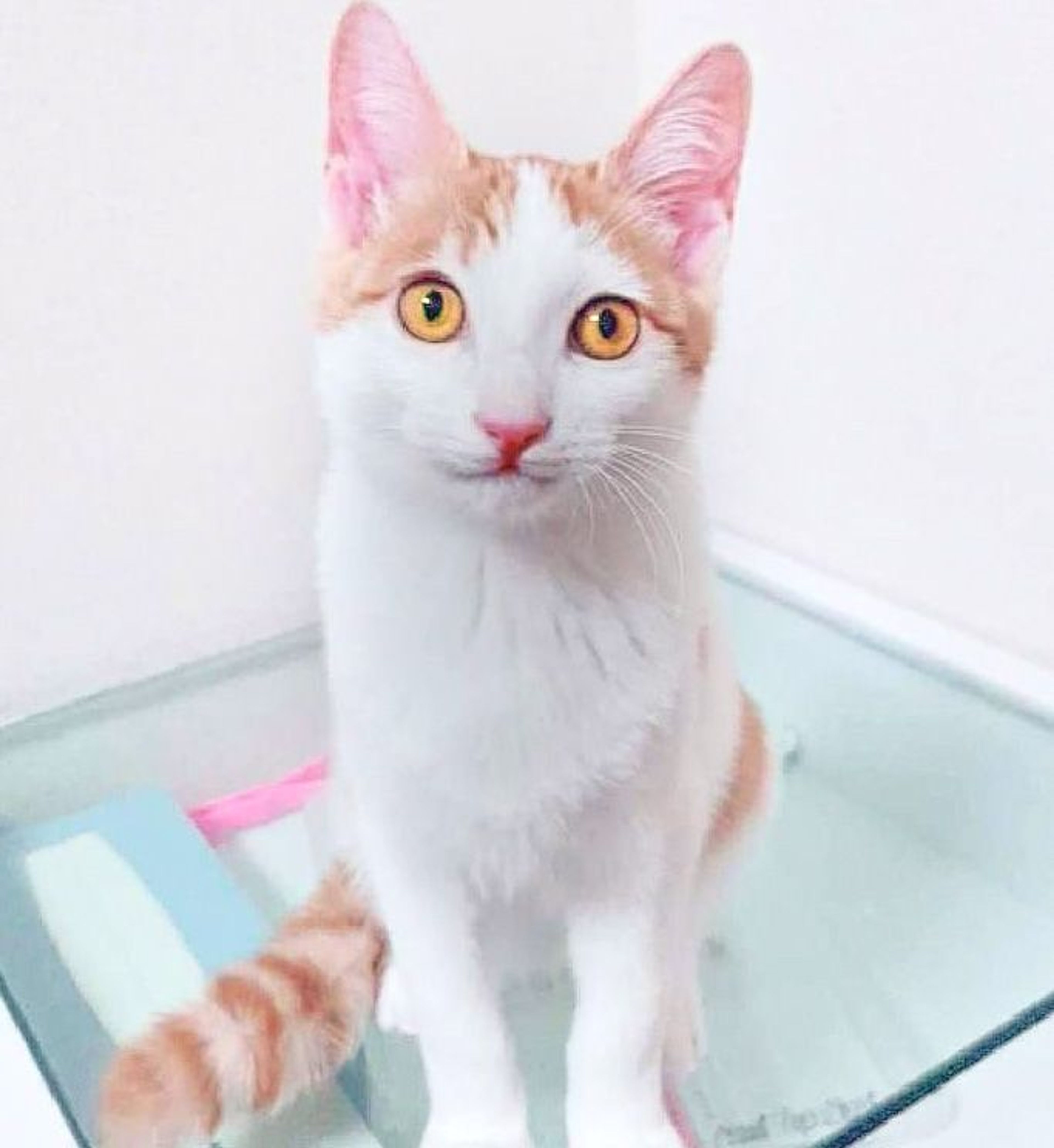 pet-image-2