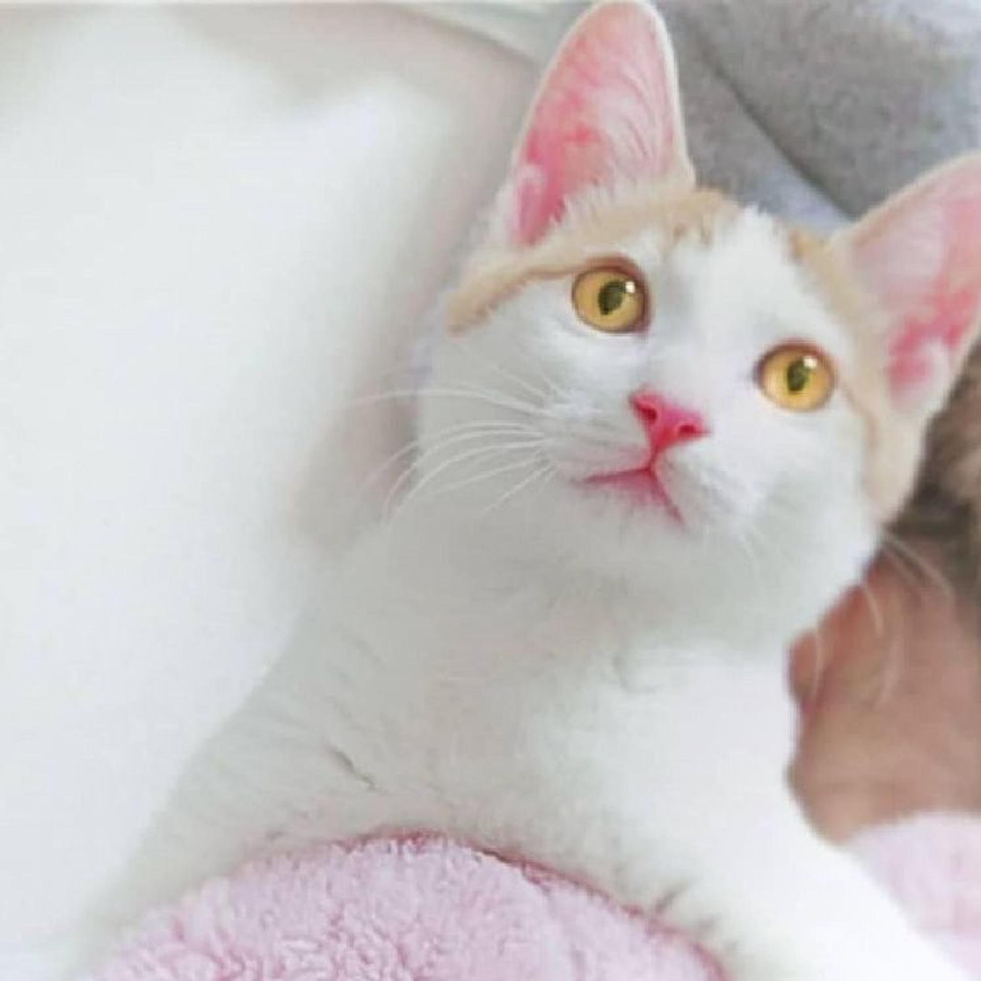 pet-image-3