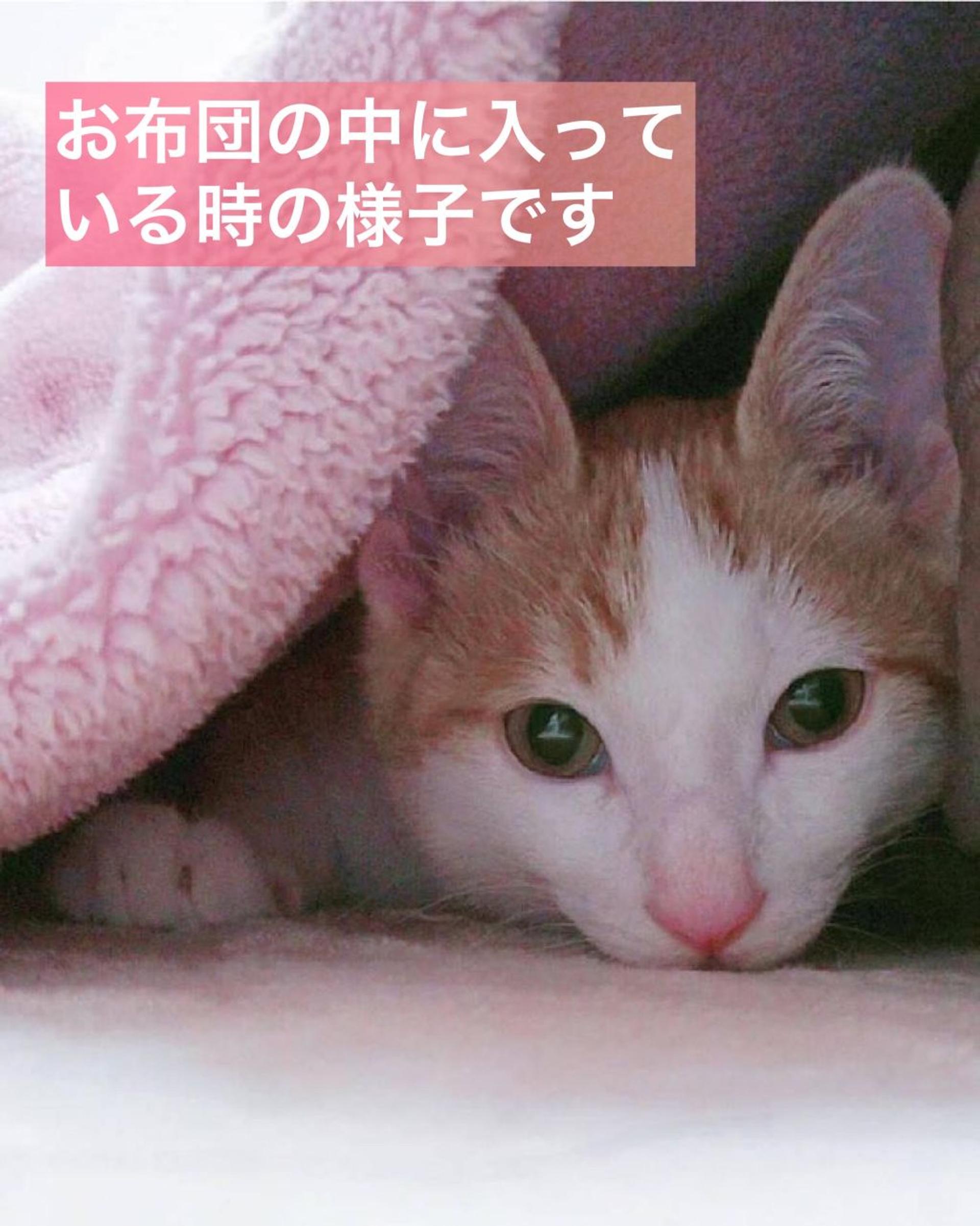 pet-image-5
