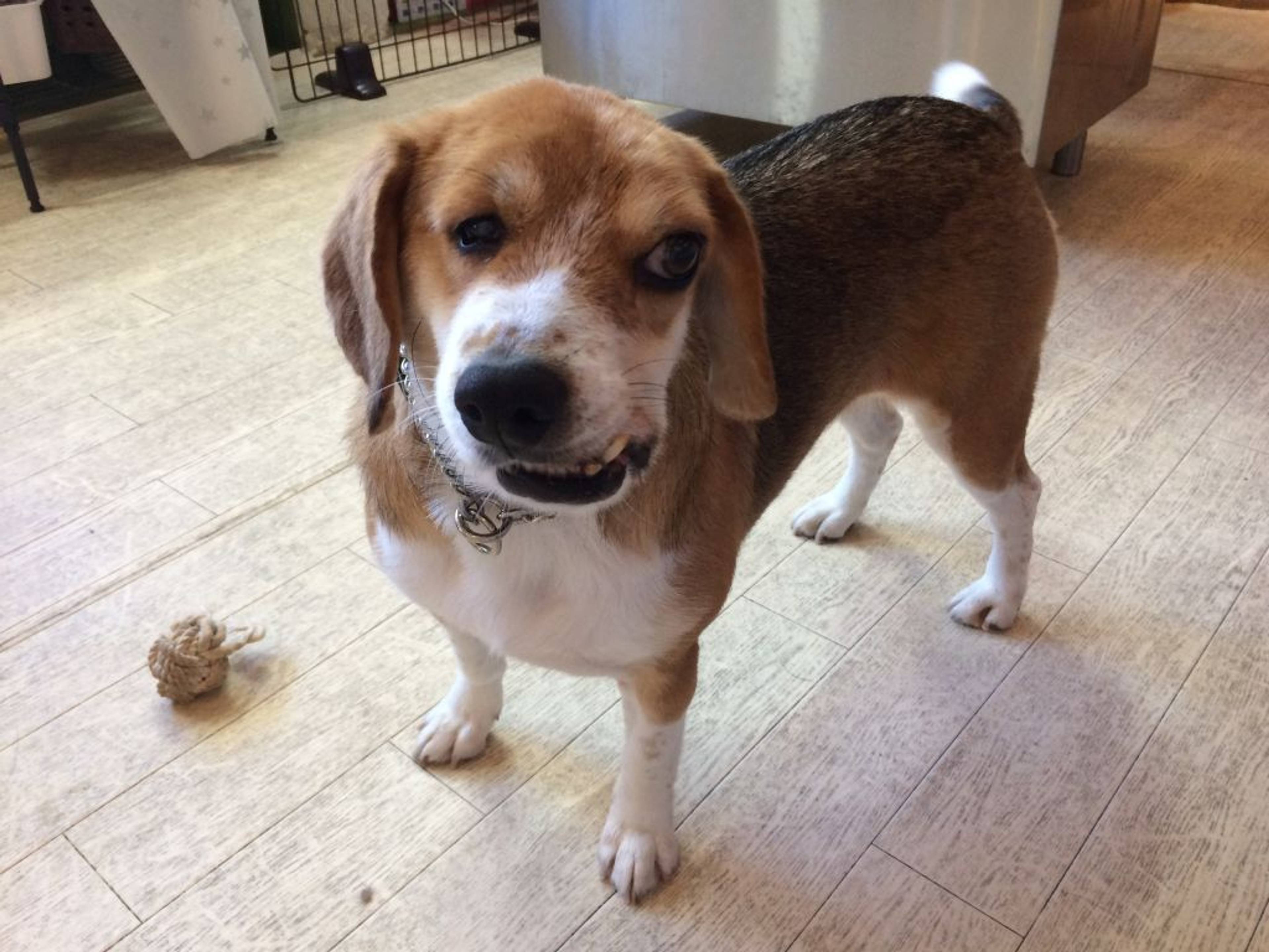 雑種（ミックス犬）・メスの里親募集の写真