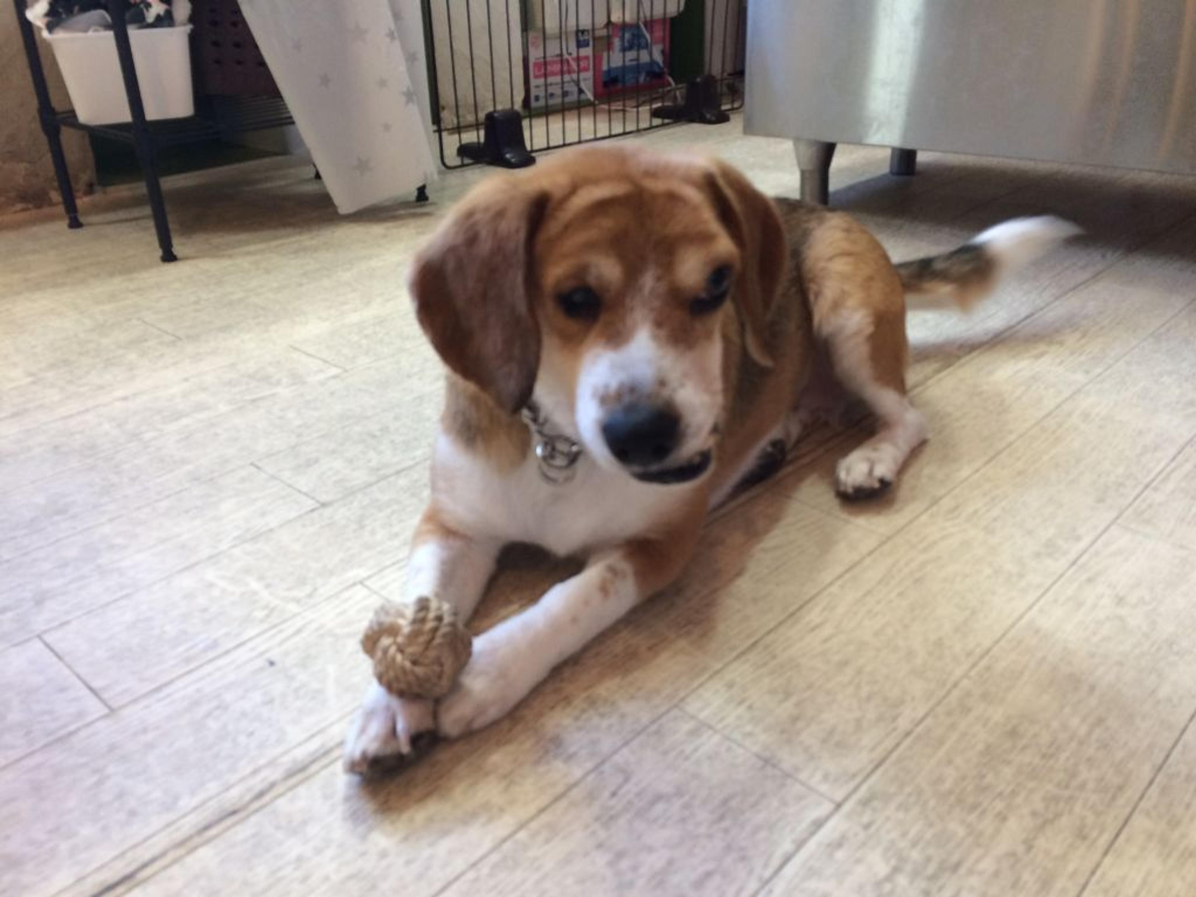 pet-image-2