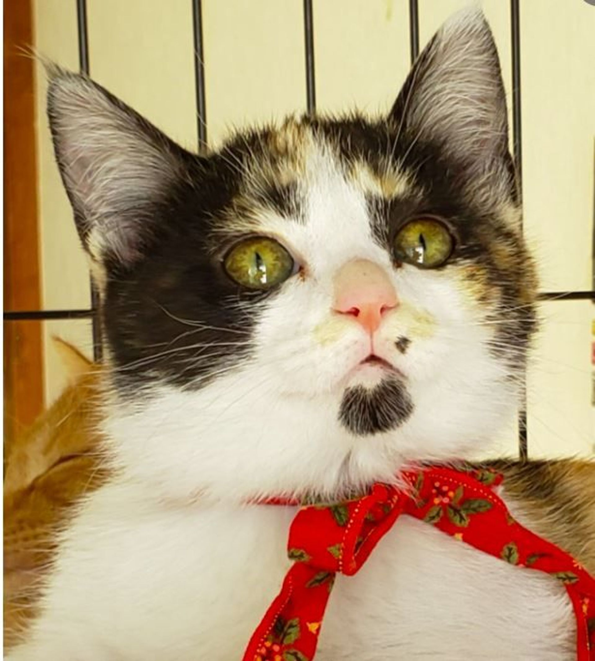 雑種（ミックス猫）・メスの里親募集の写真
