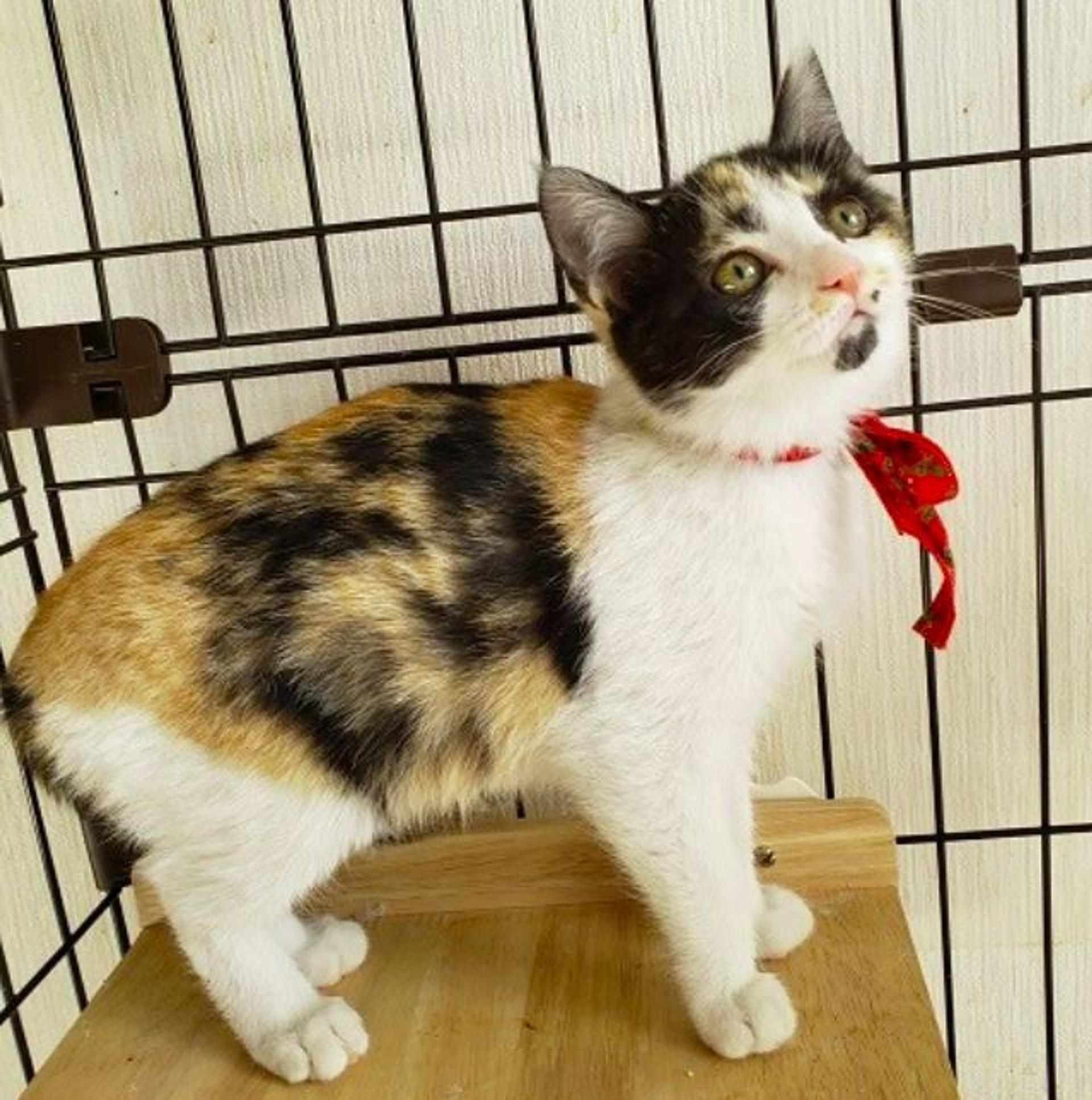 pet-image-5