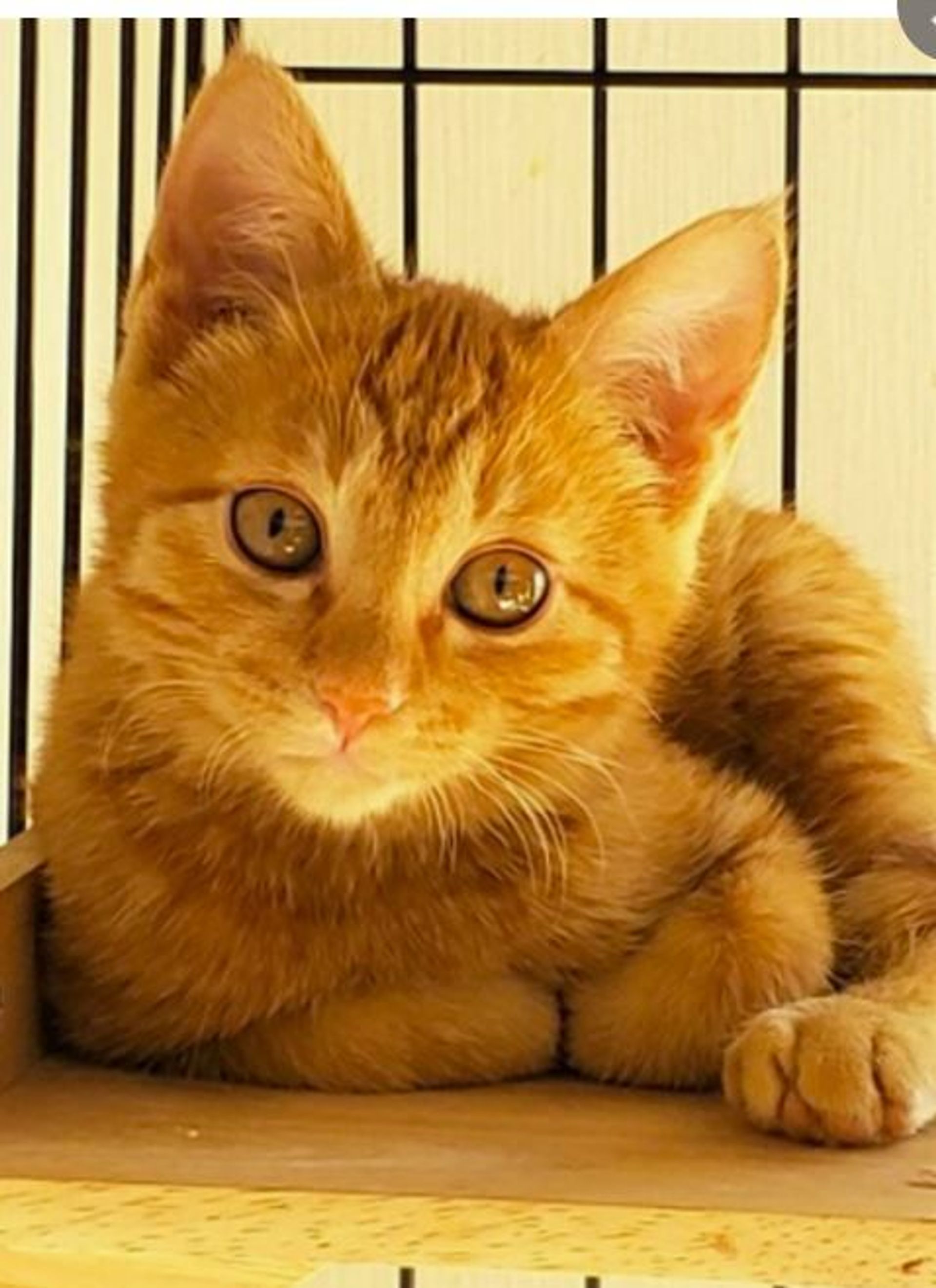雑種（ミックス猫）・オスの里親募集の写真