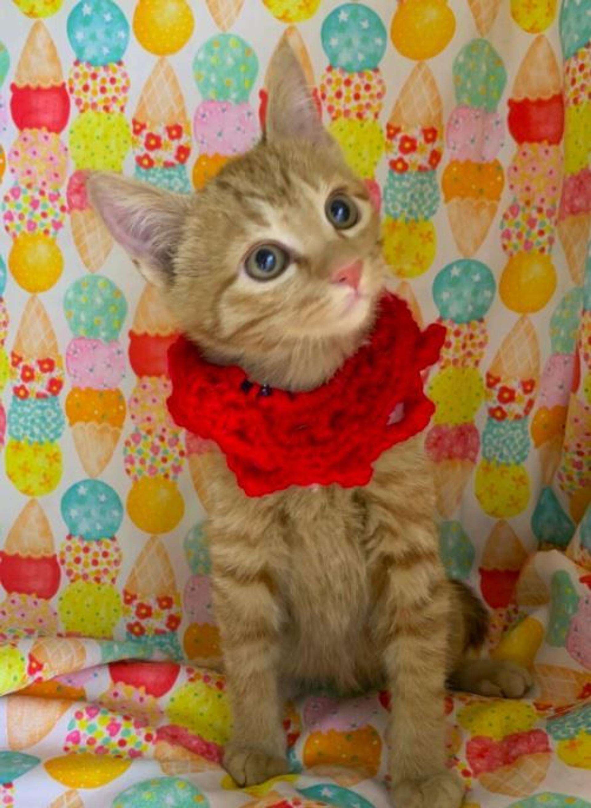 pet-image-4