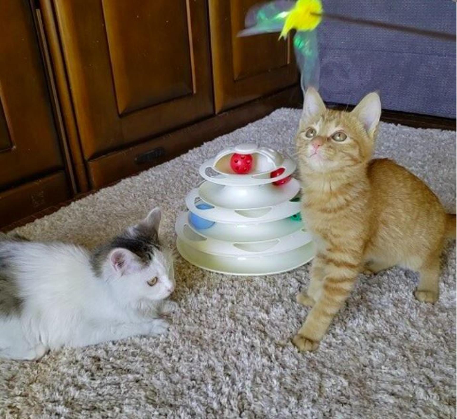 pet-image-6