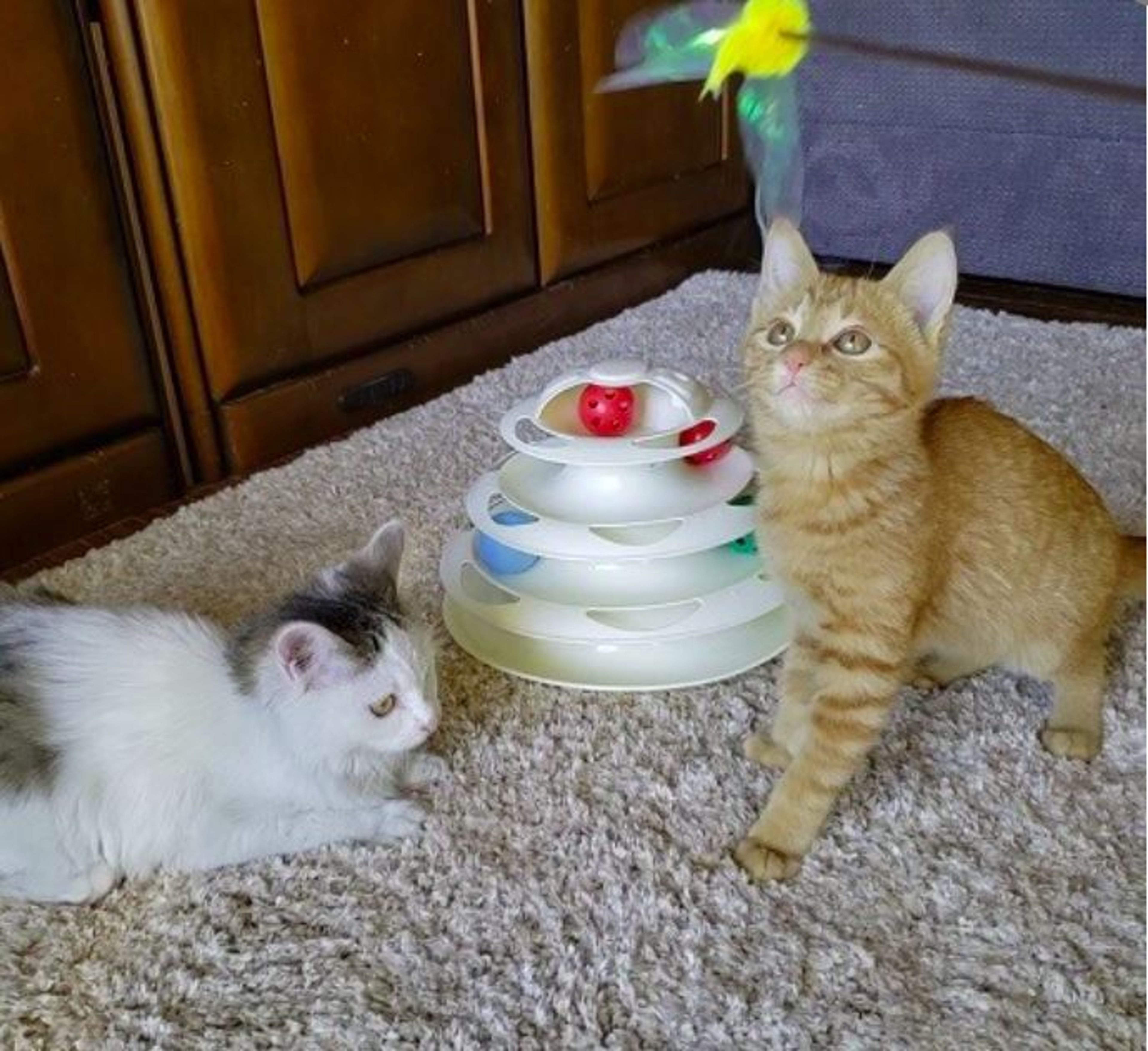 pet-image-6
