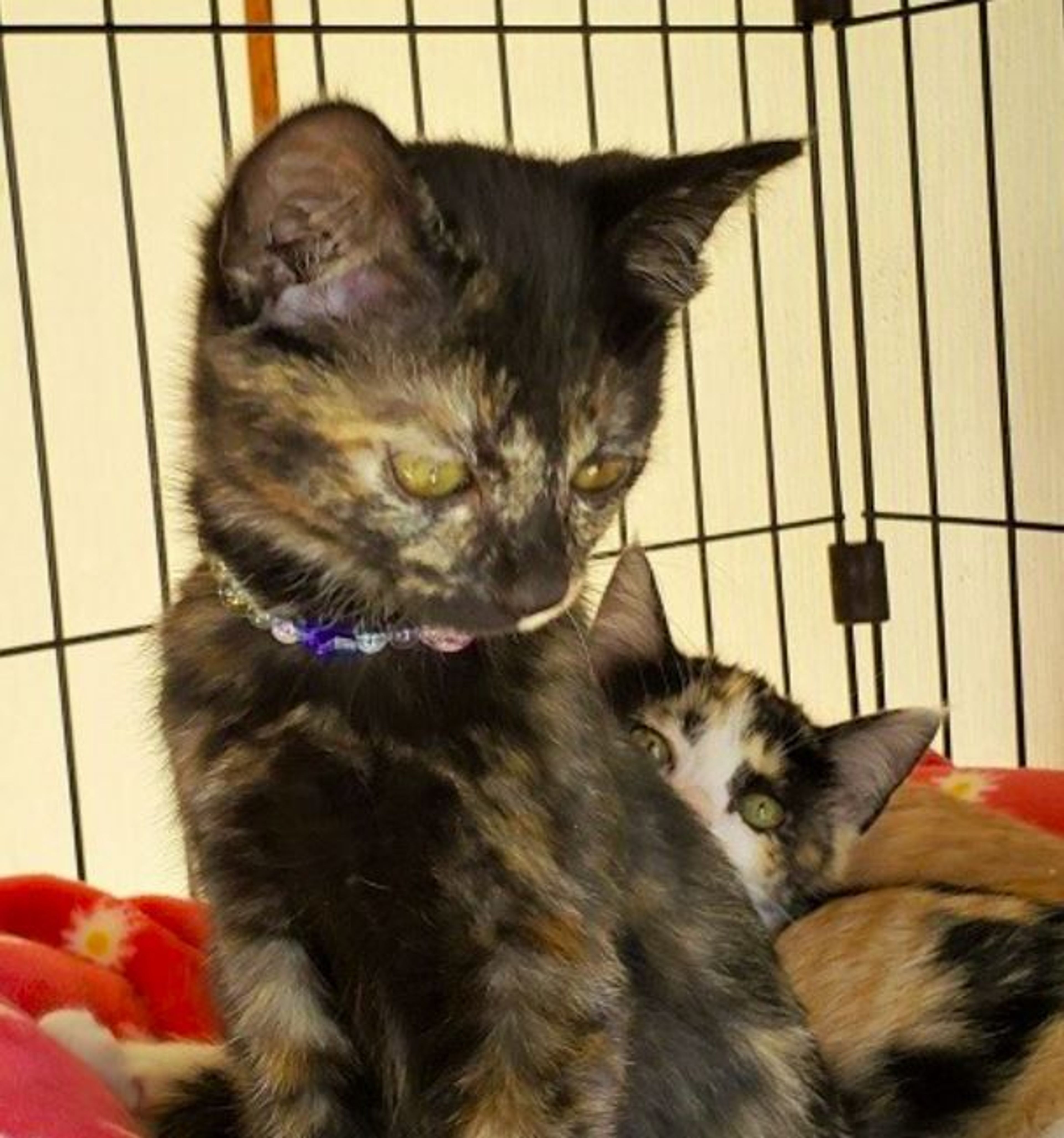 pet-image-2