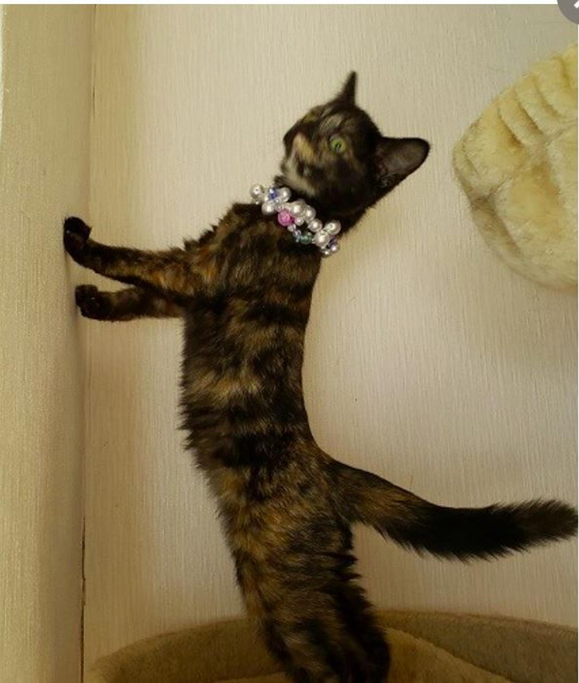 pet-image-5
