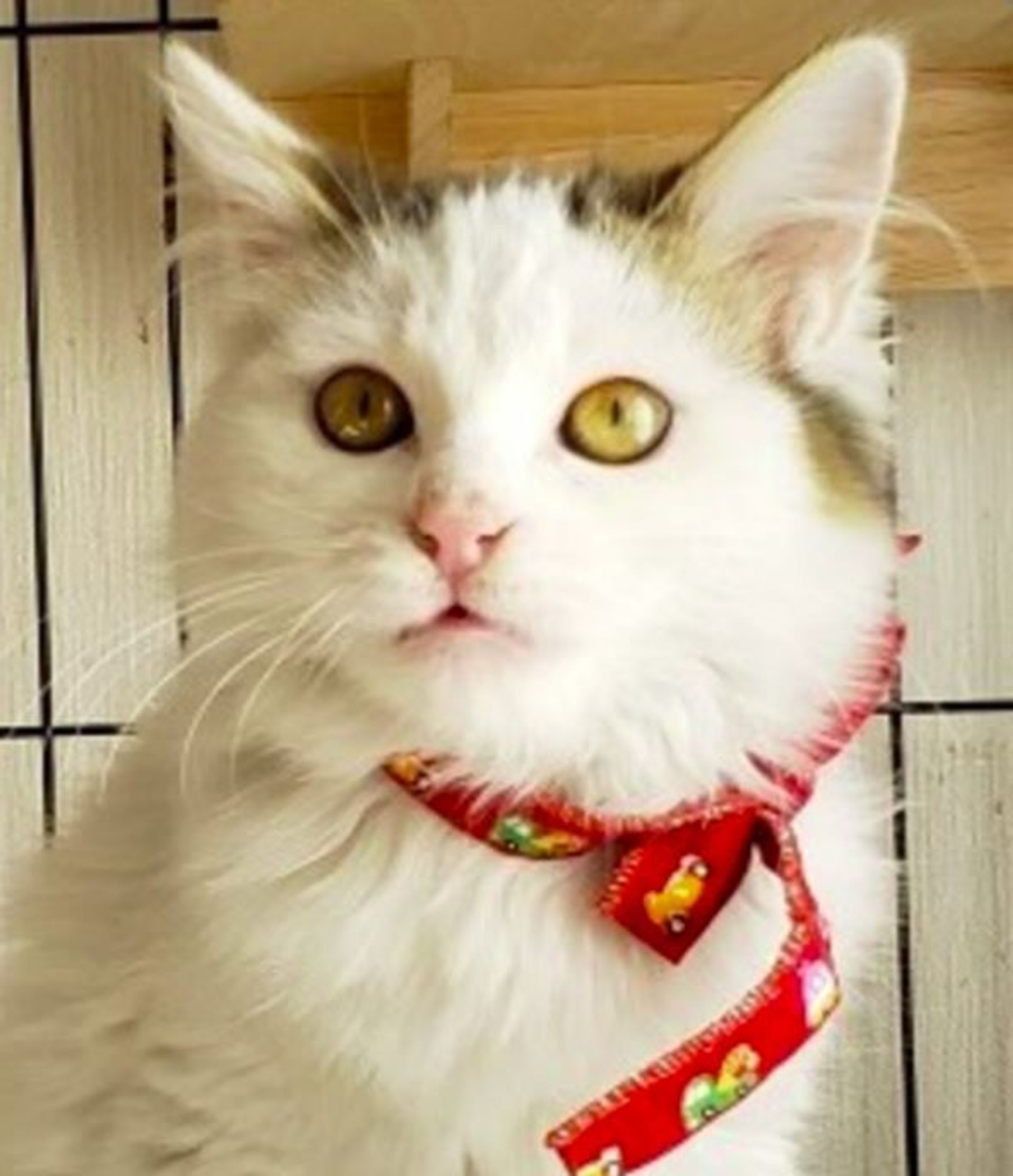 雑種（ミックス猫）・メスの里親募集の写真