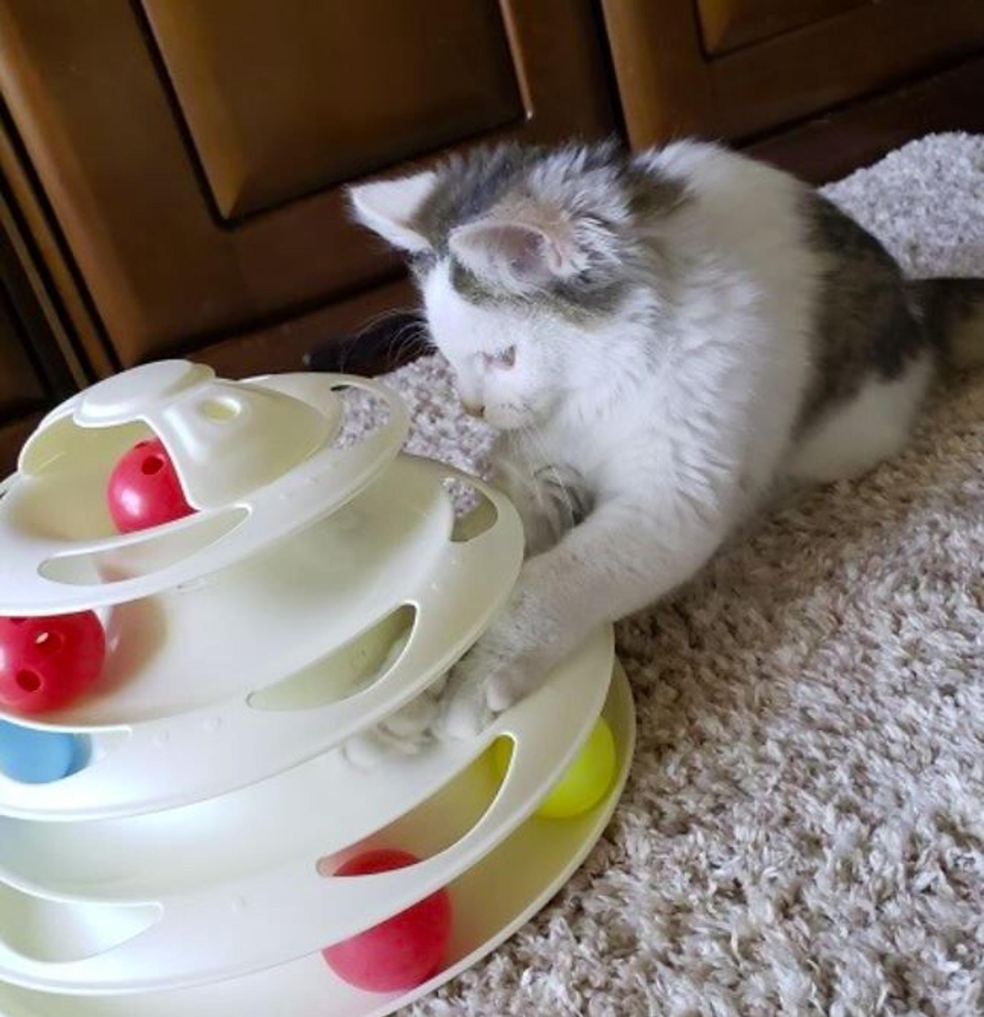 pet-image-4