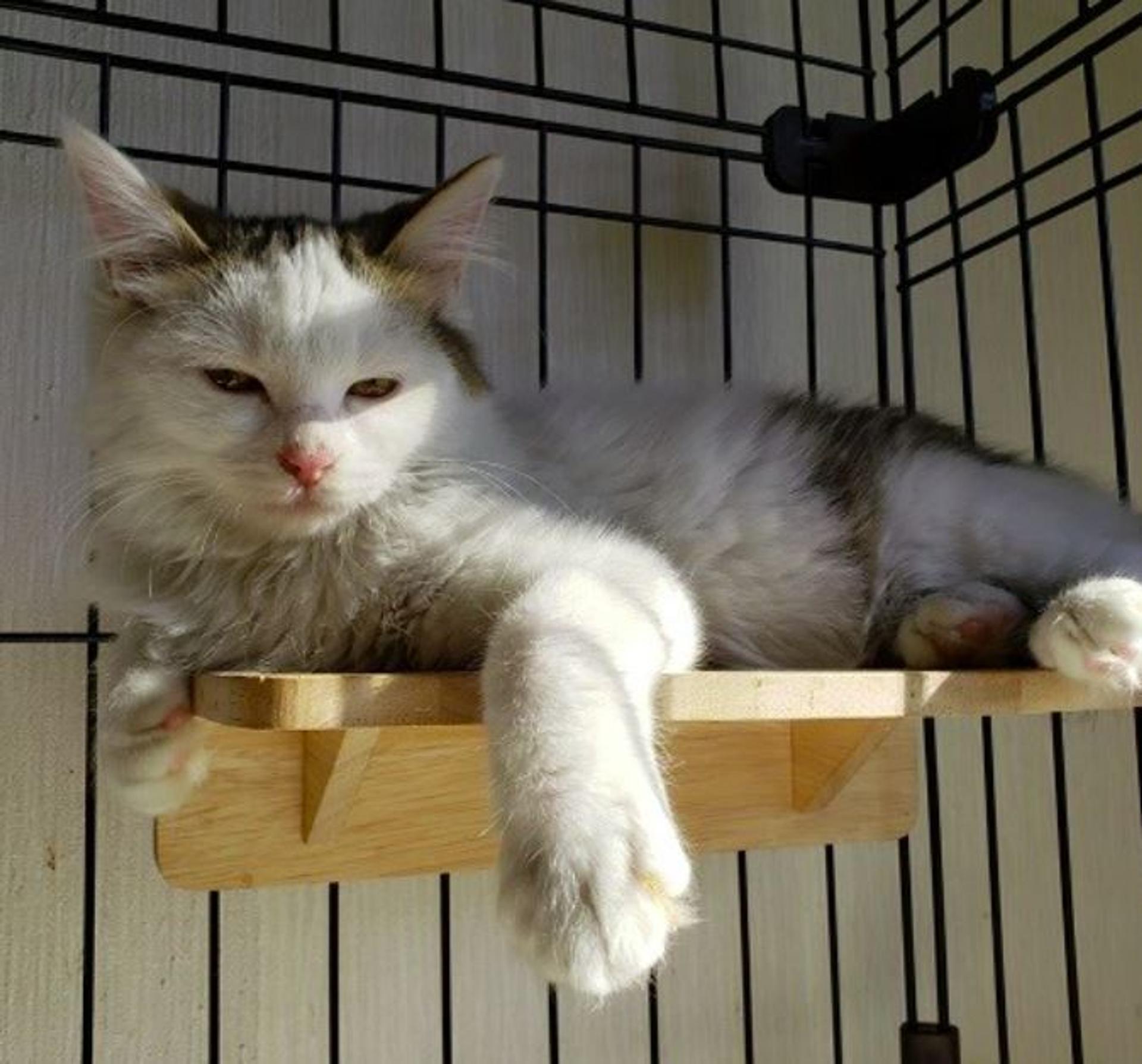 pet-image-7