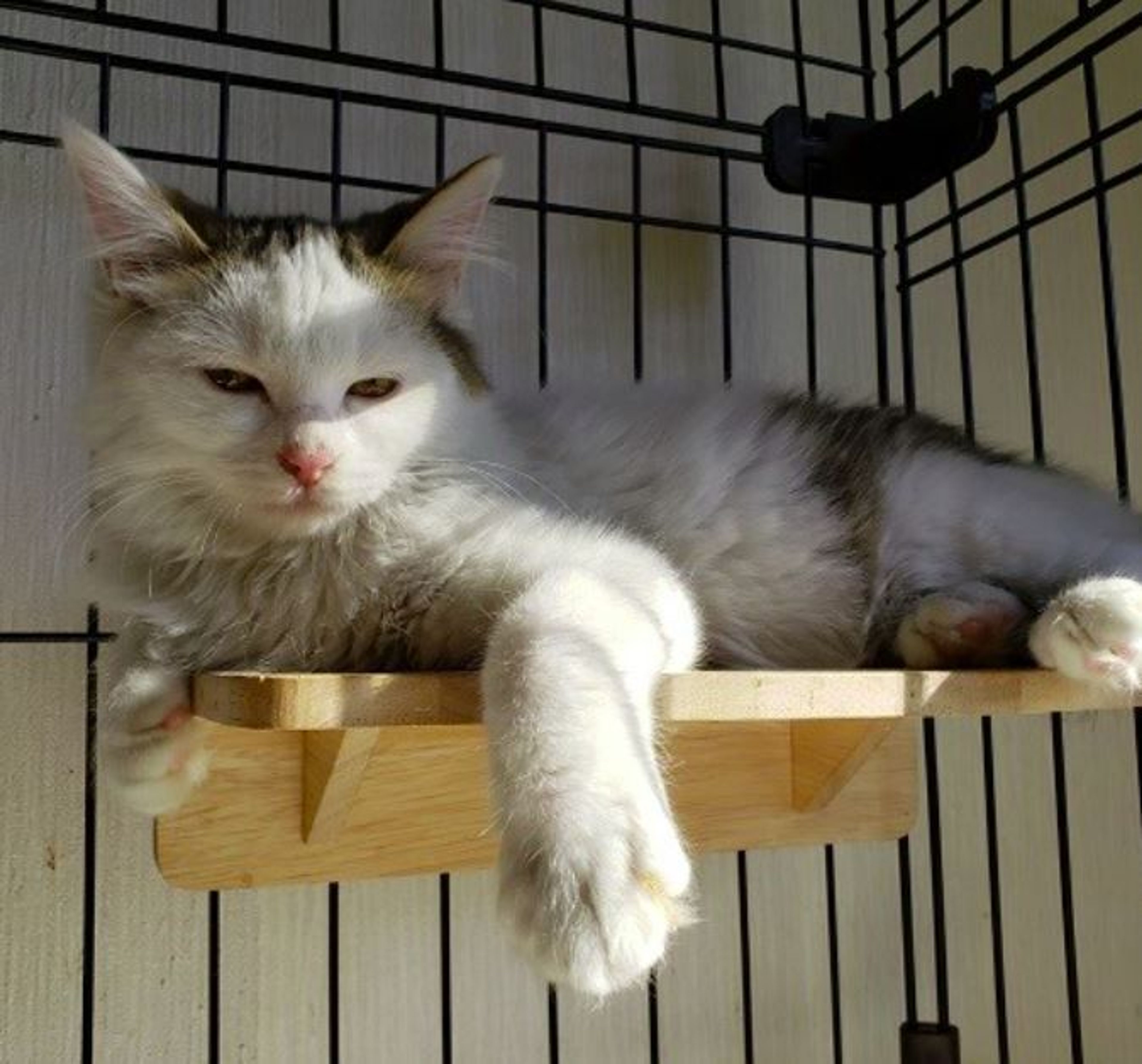 pet-image-7