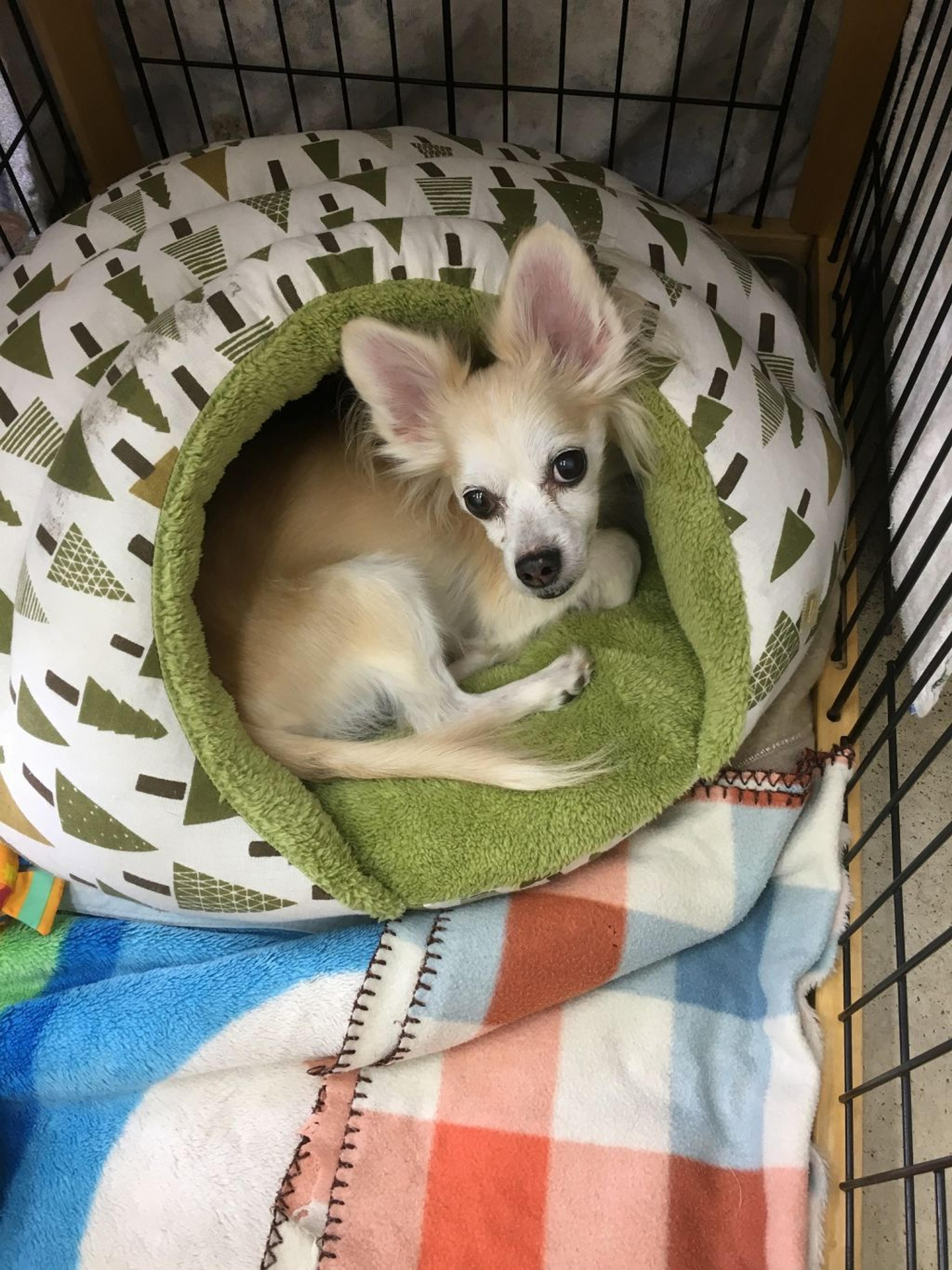 pet-image-2