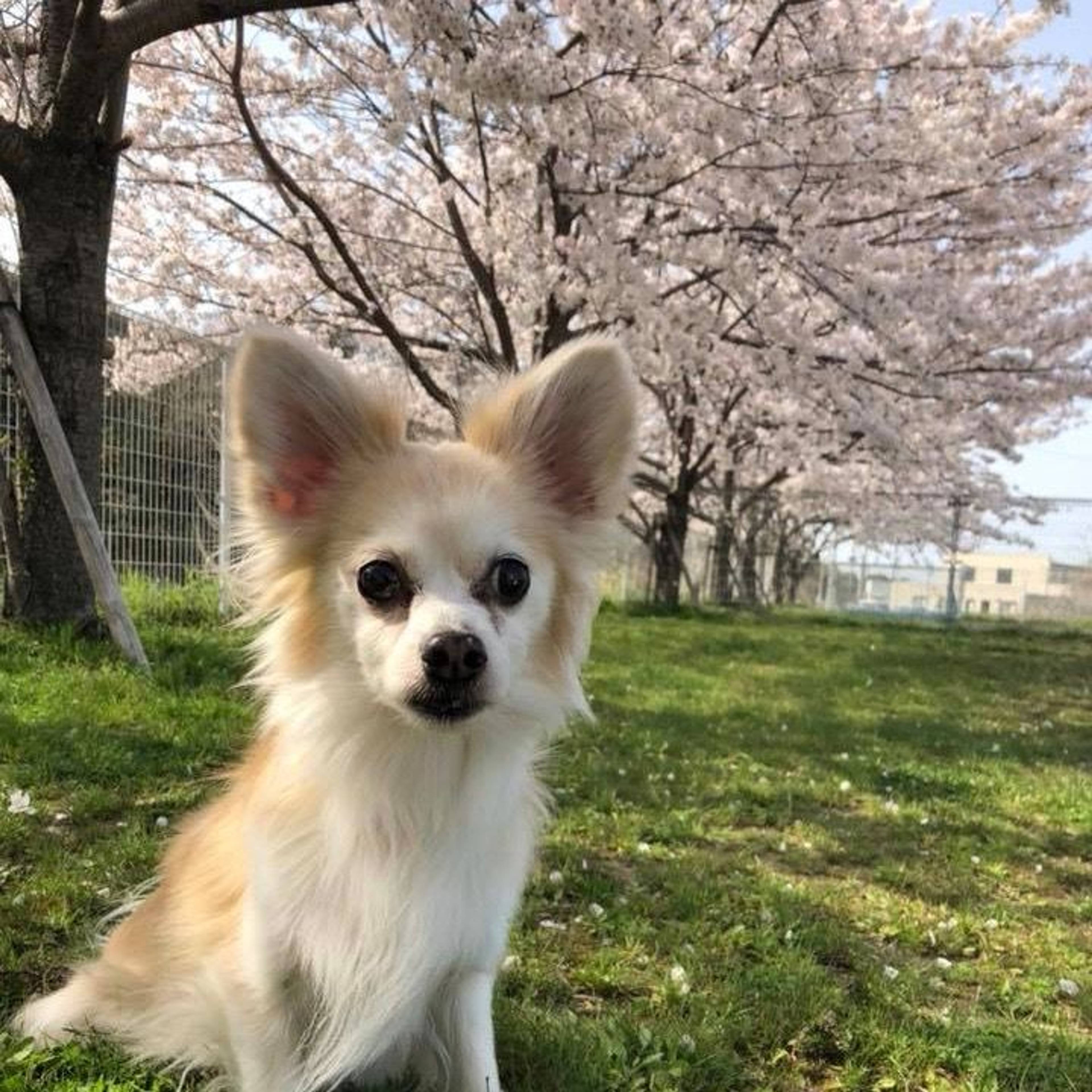 雑種（ミックス犬）・オスの里親募集の写真