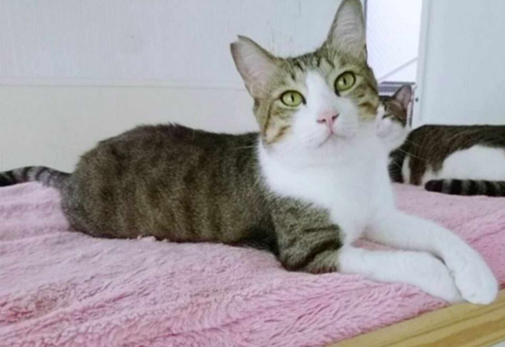 雑種（ミックス猫）・オスの里親募集の写真