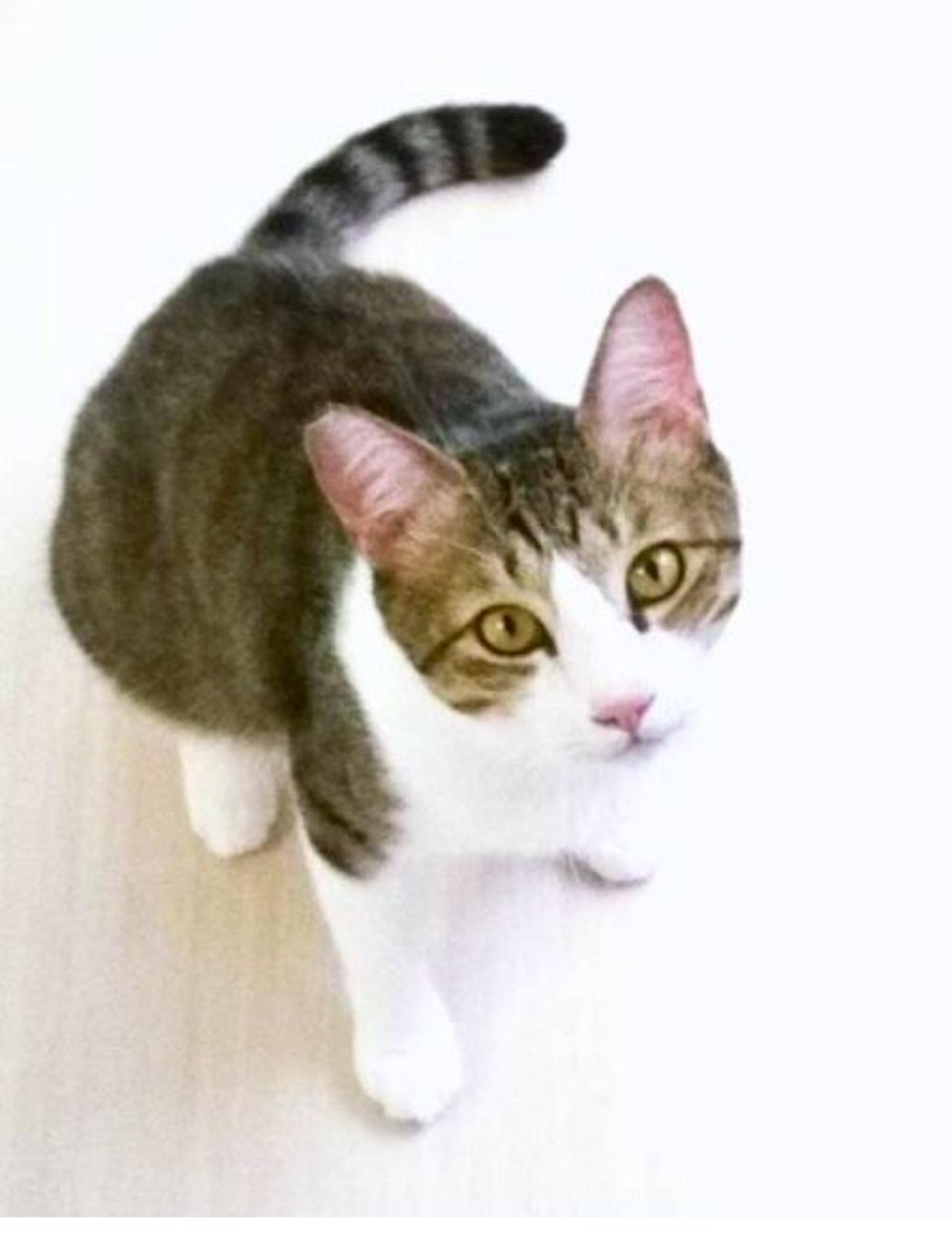 pet-image-3