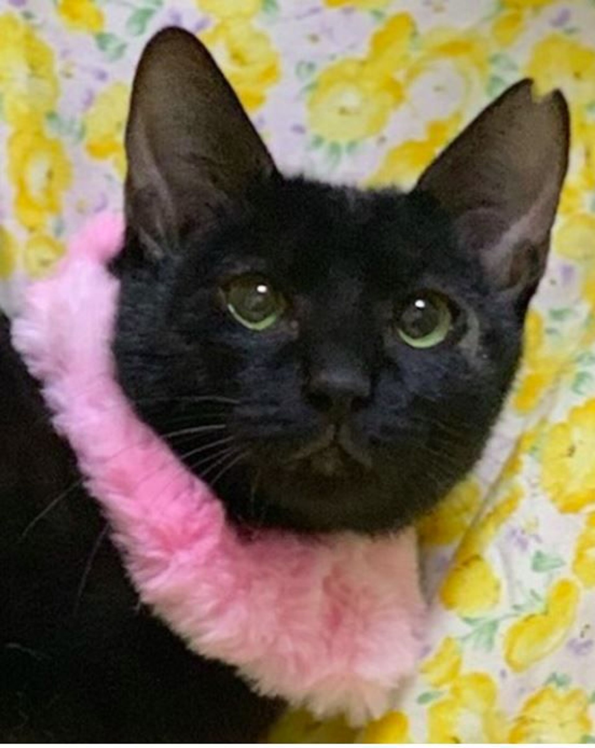 雑種（ミックス猫）・メスの里親募集の写真