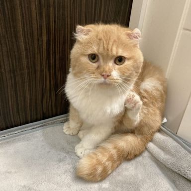 ドラミ