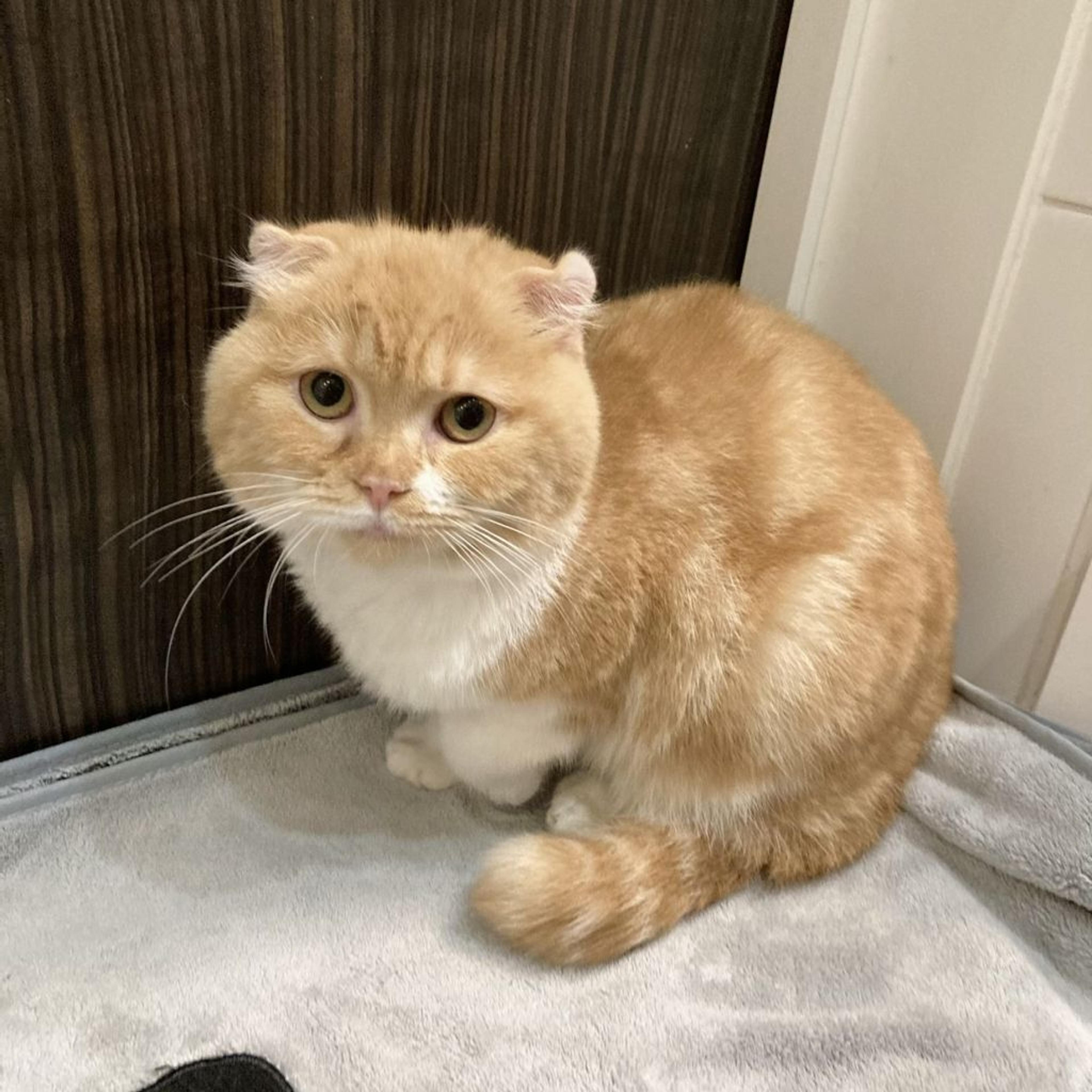 pet-image-3