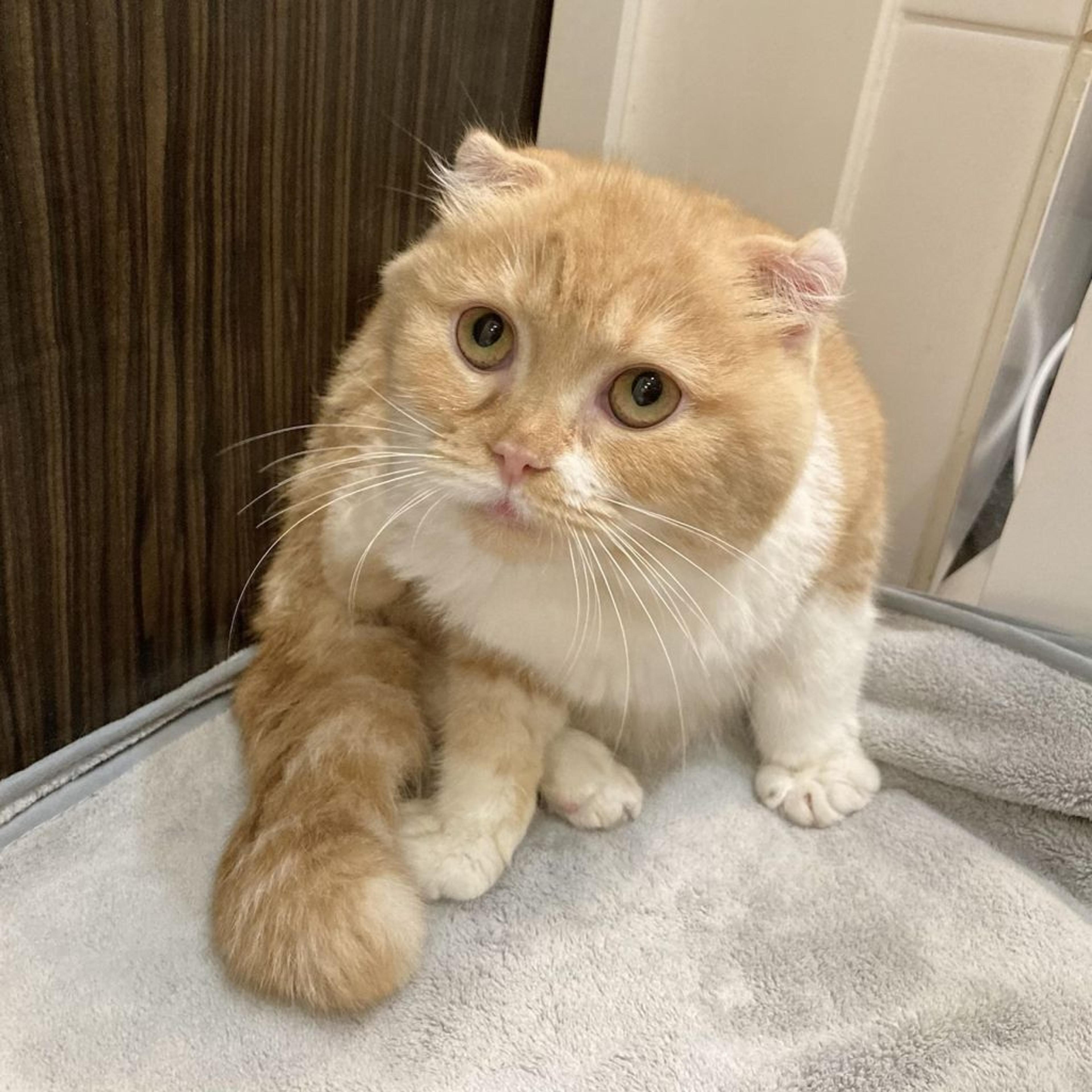 pet-image-4