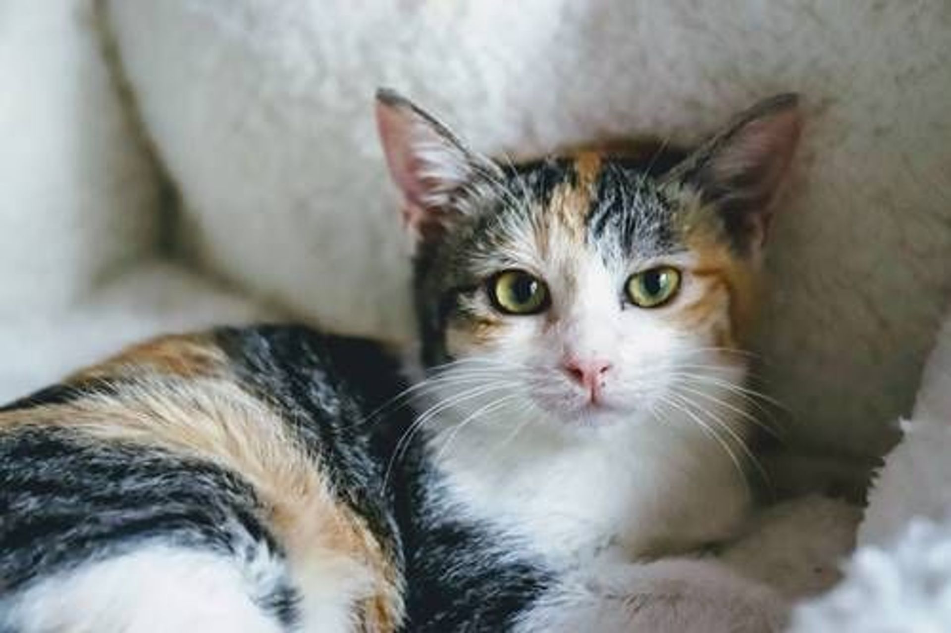雑種（ミックス猫）・メスの里親募集の写真