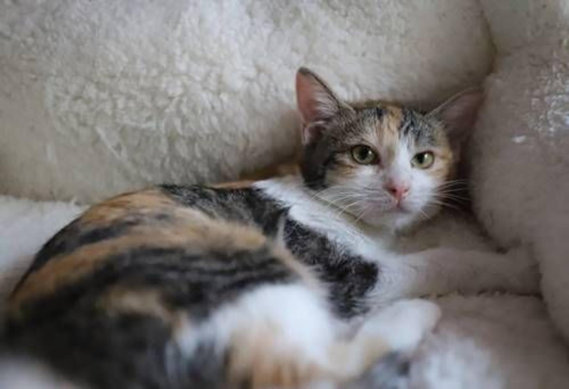 pet-image-5