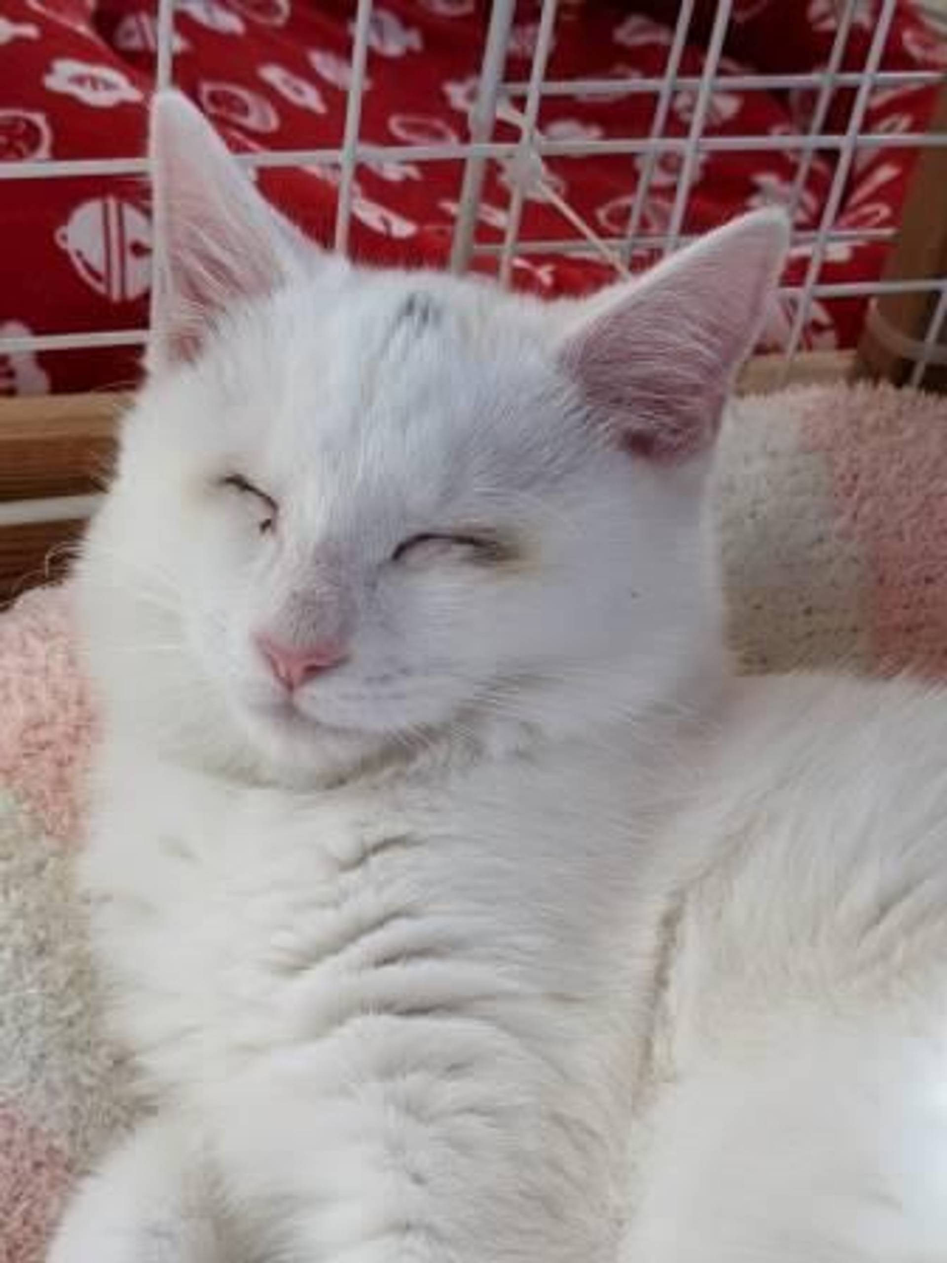 雑種（ミックス猫）・オスの里親募集の写真