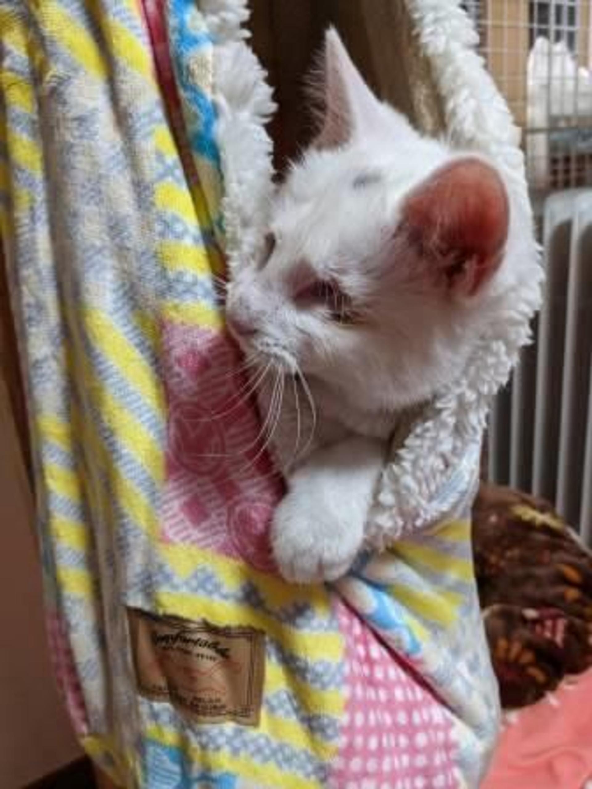 pet-image-4