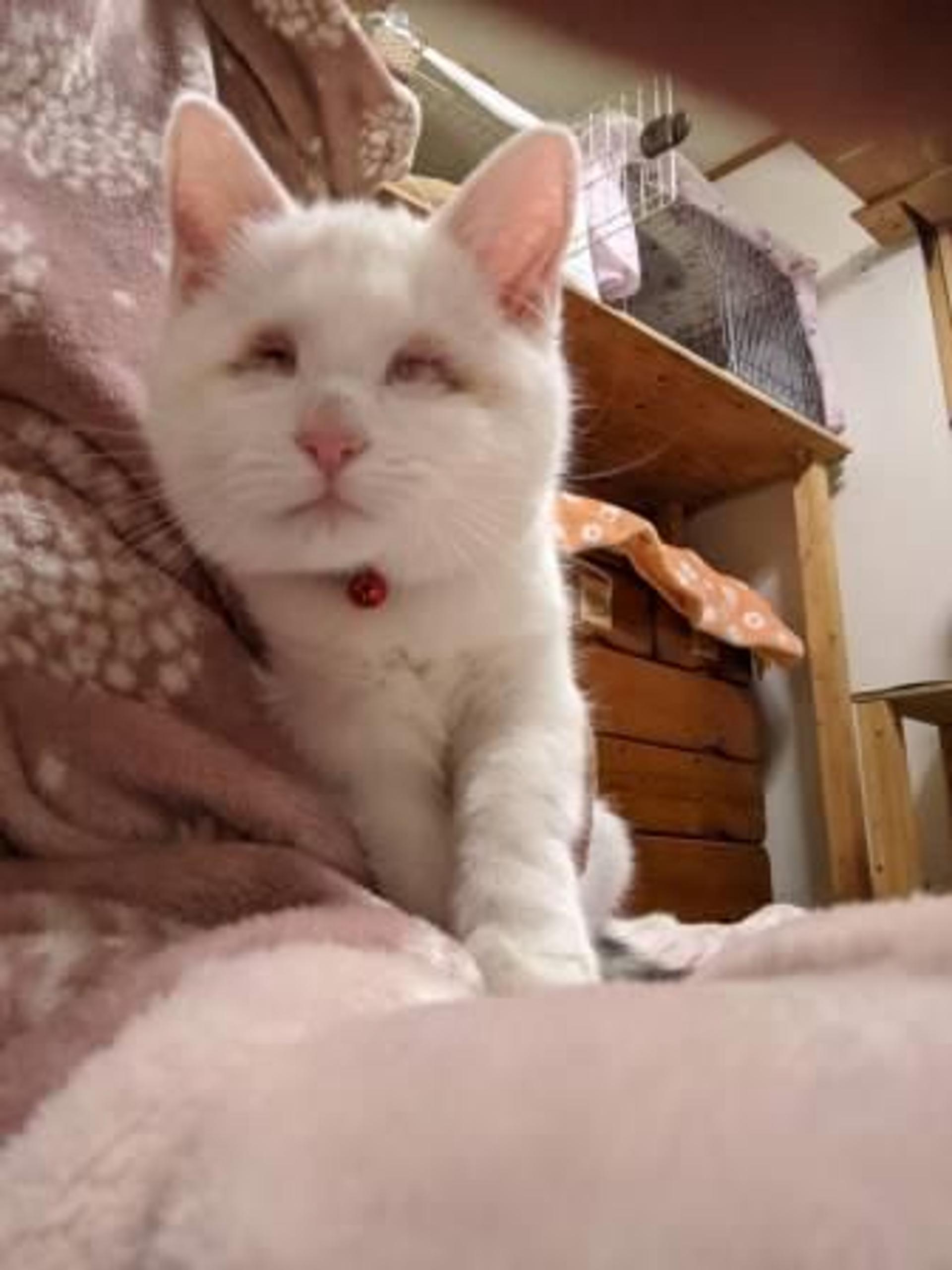 pet-image-5