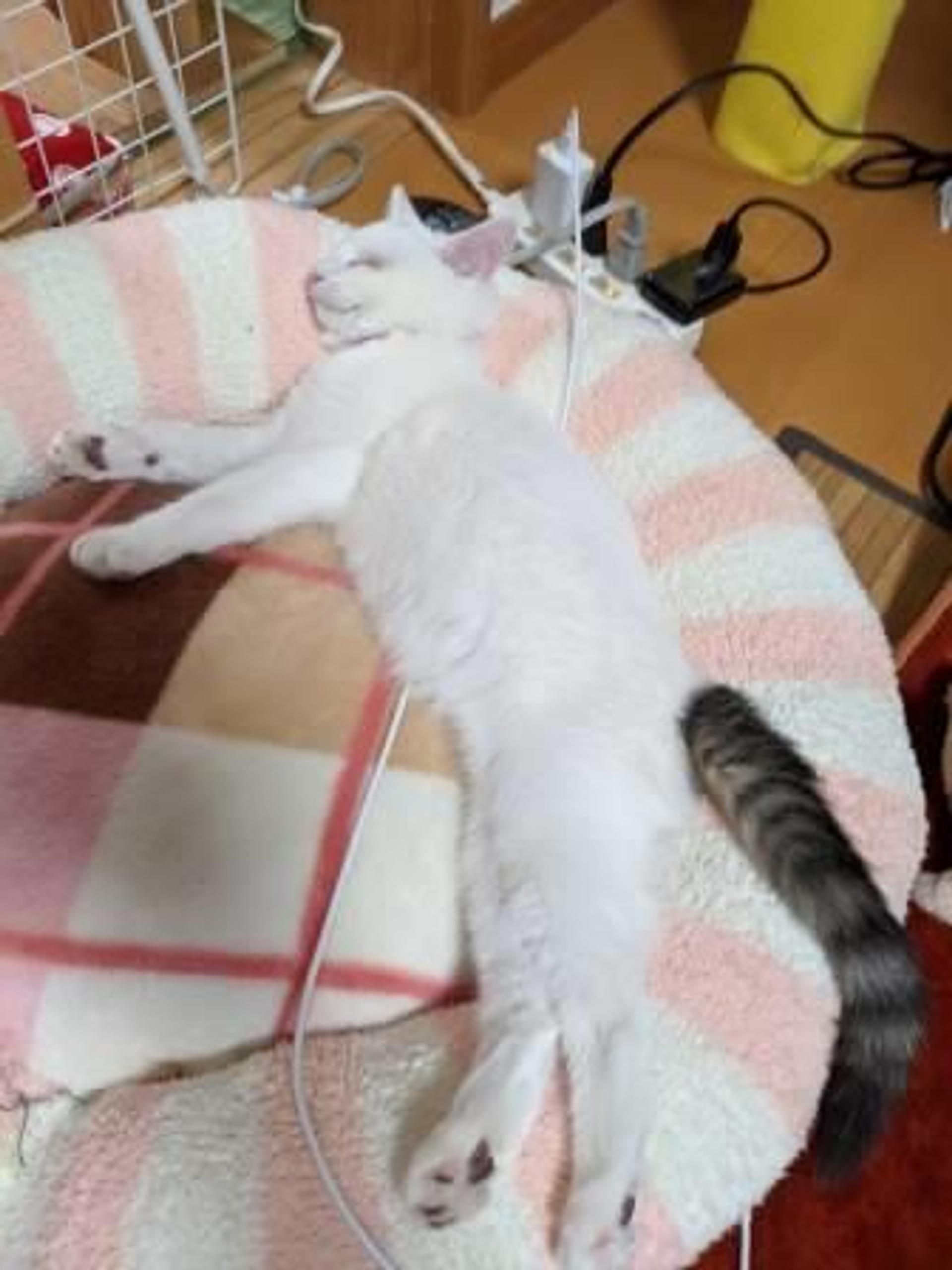 pet-image-6
