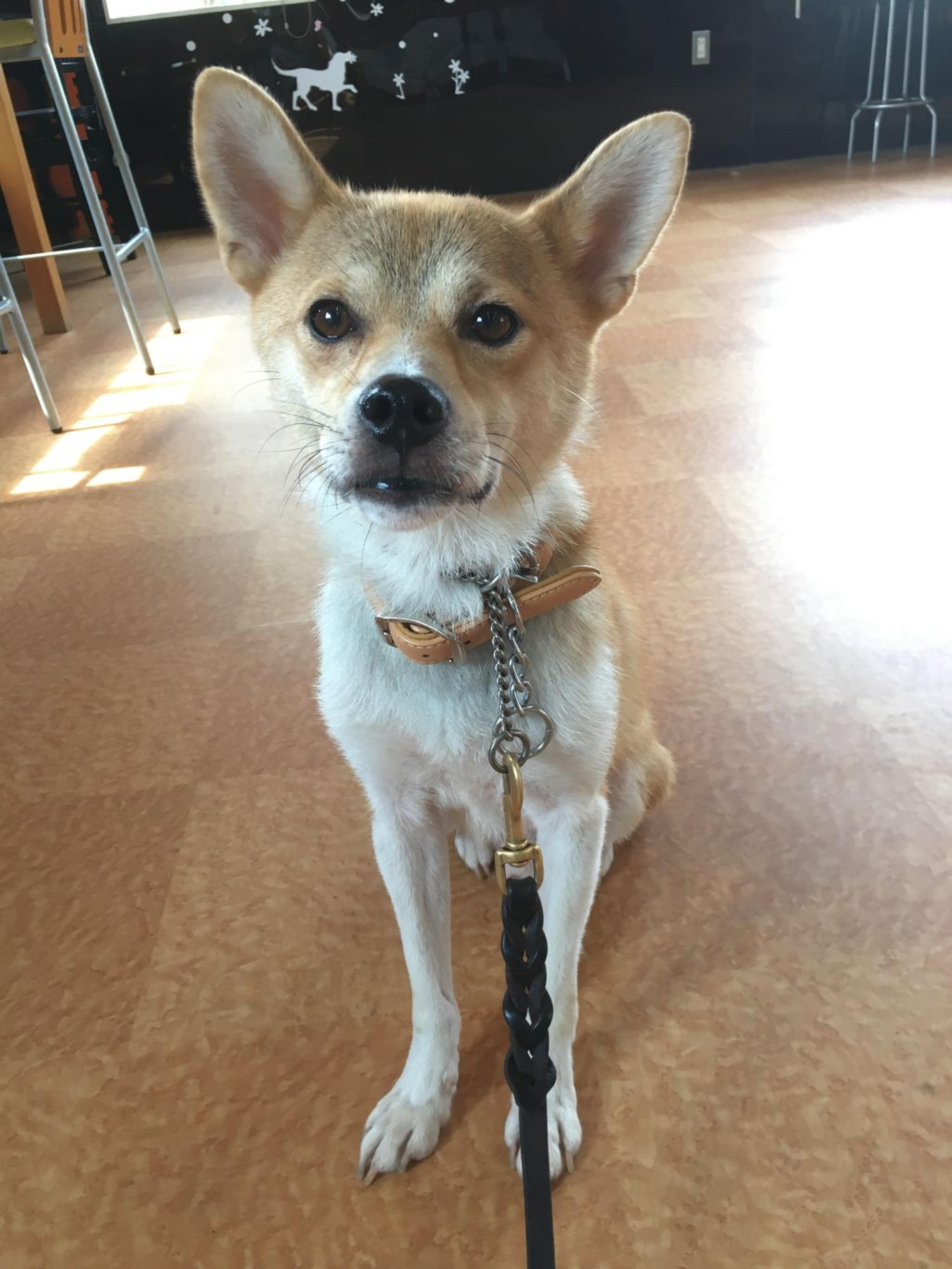 pet-image-2