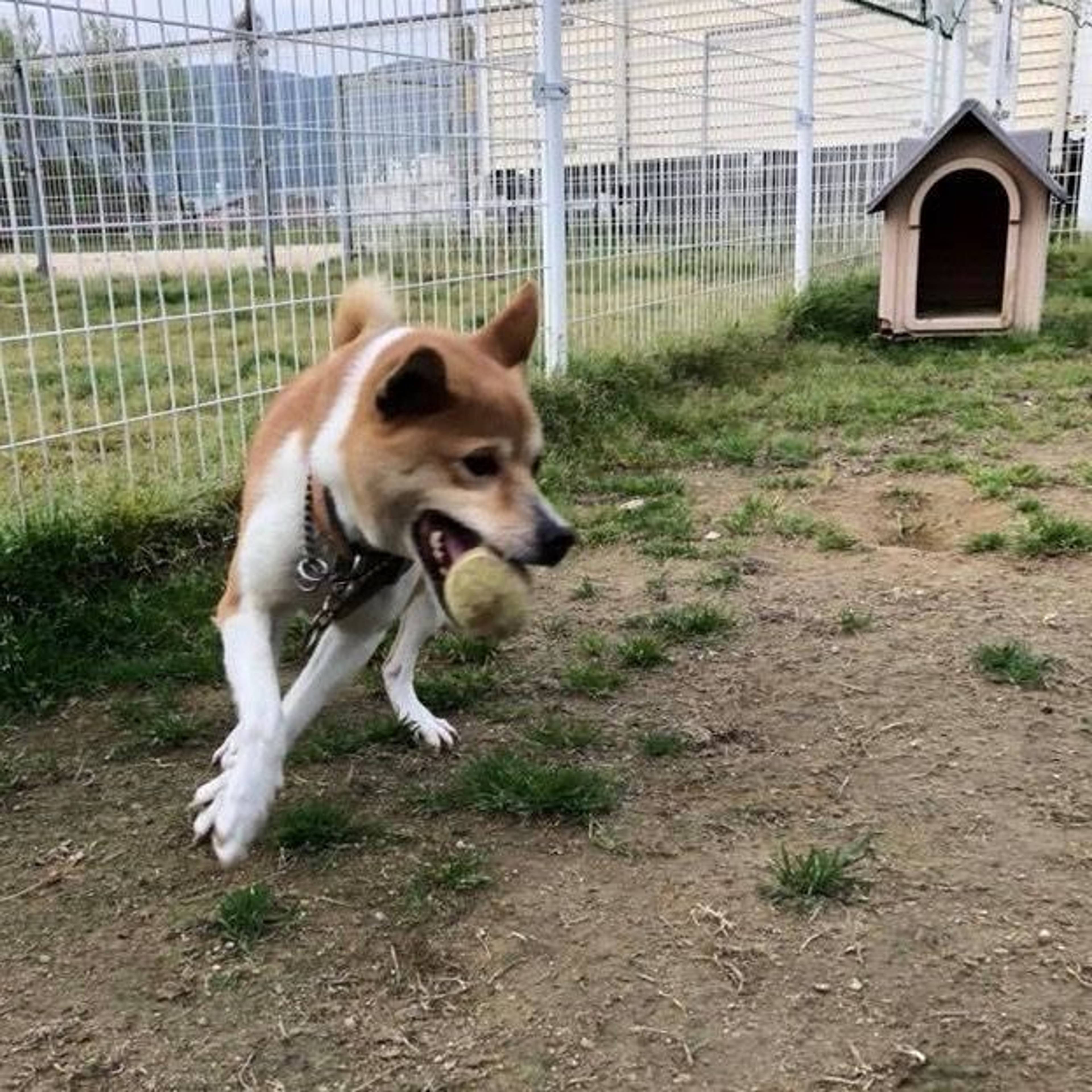 雑種（ミックス犬）・オスの里親募集の写真