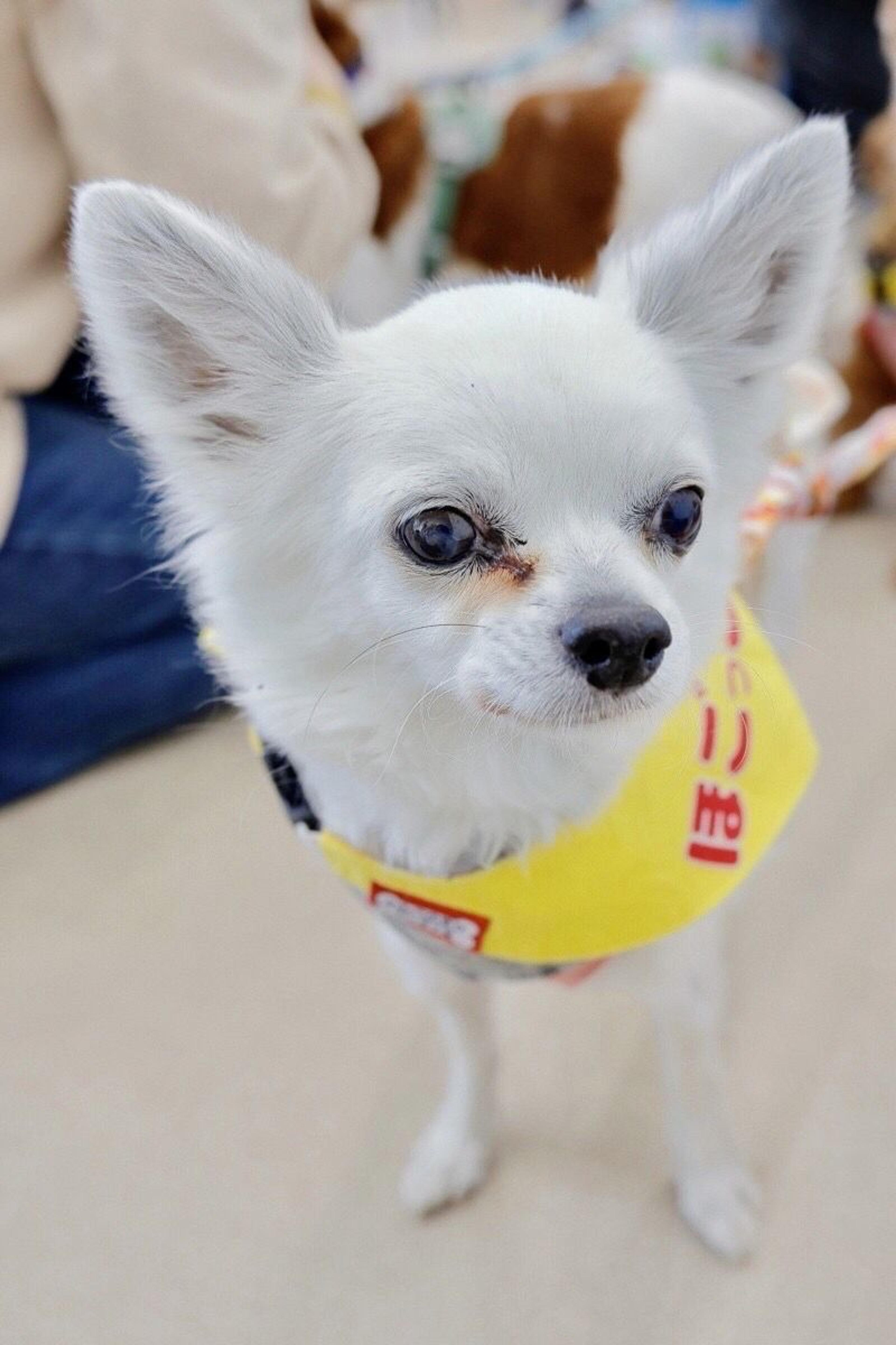 pet-image-2
