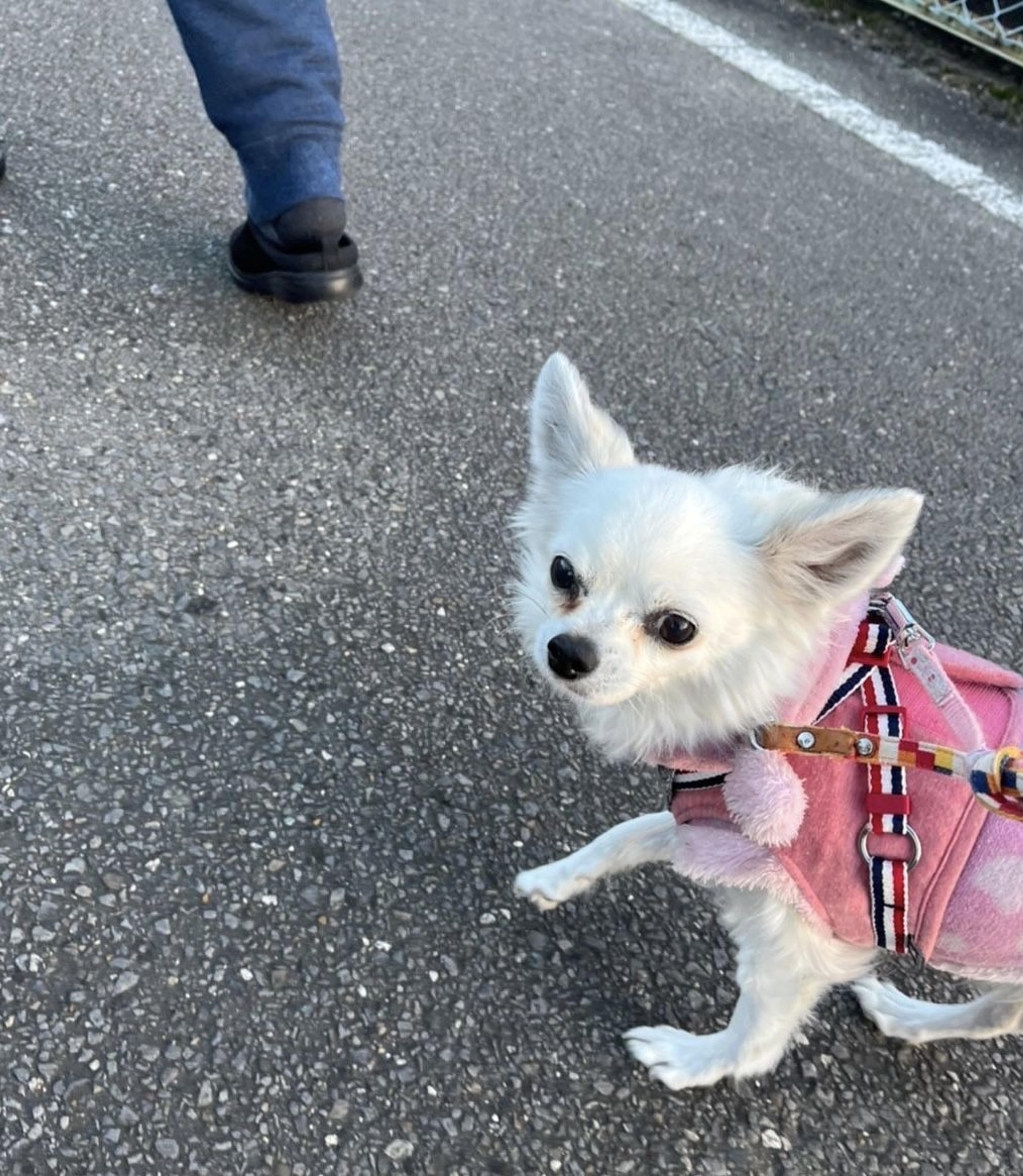 pet-image-3